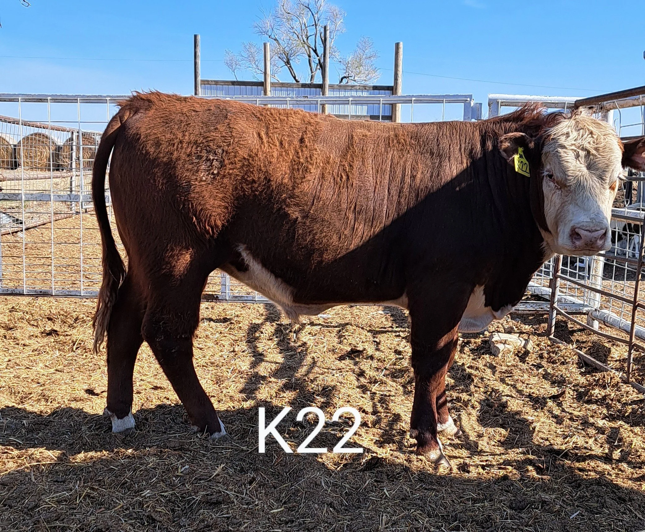 Registered and Commercial Polled Hereford Bulls for Sale in Kansas