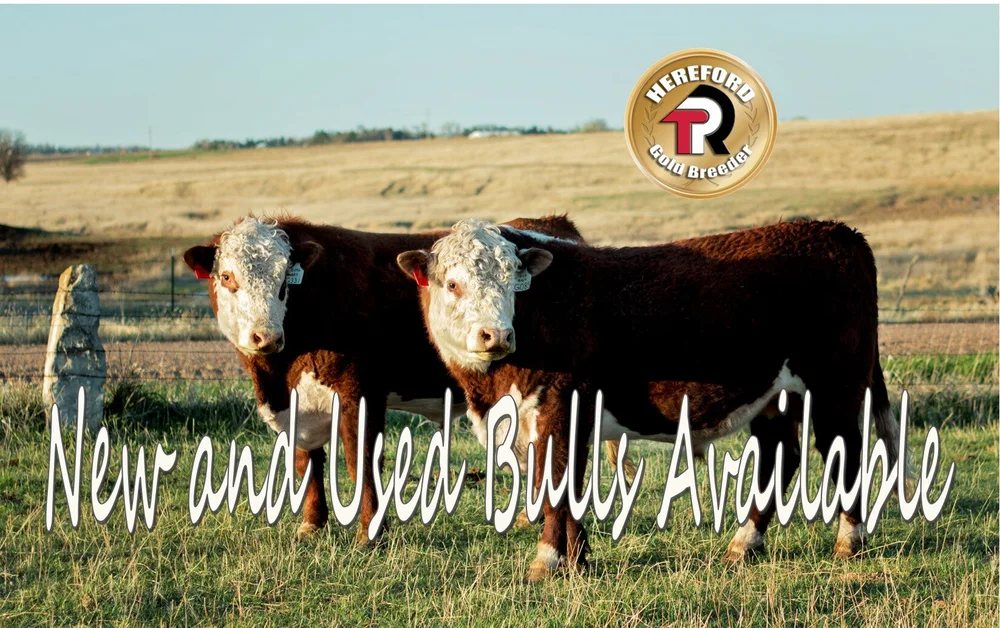 Registered and Commercial Polled Hereford Bulls for Sale in Kansas