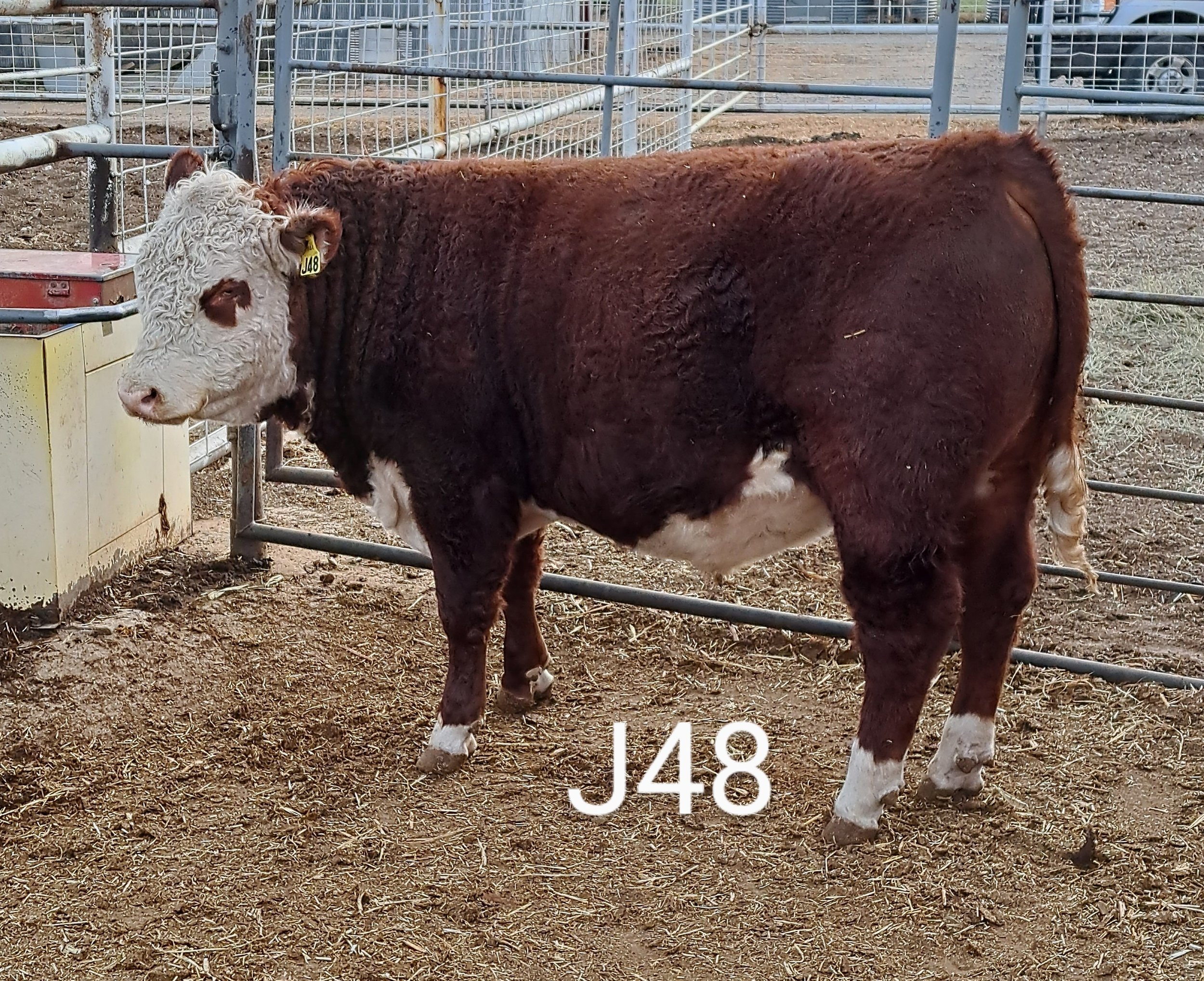 Registered and Commercial Polled Hereford Bulls for Sale in Kansas
