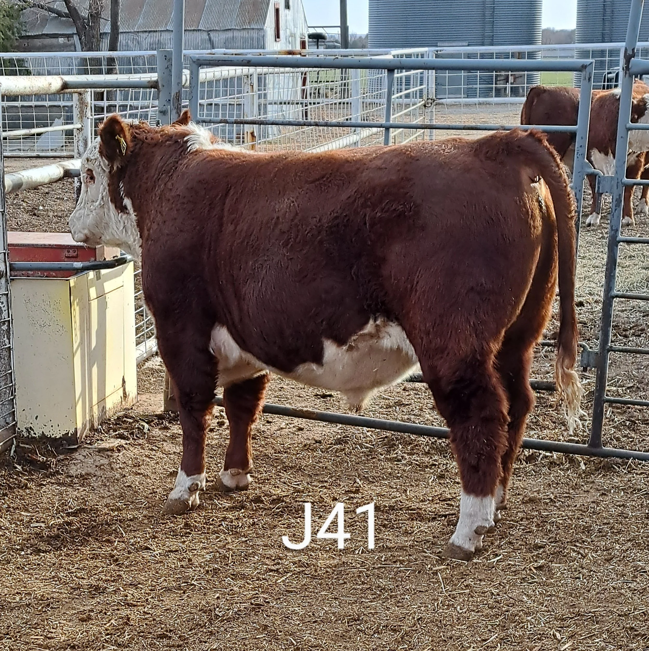 Registered and Commercial Polled Hereford Bulls for Sale in Kansas