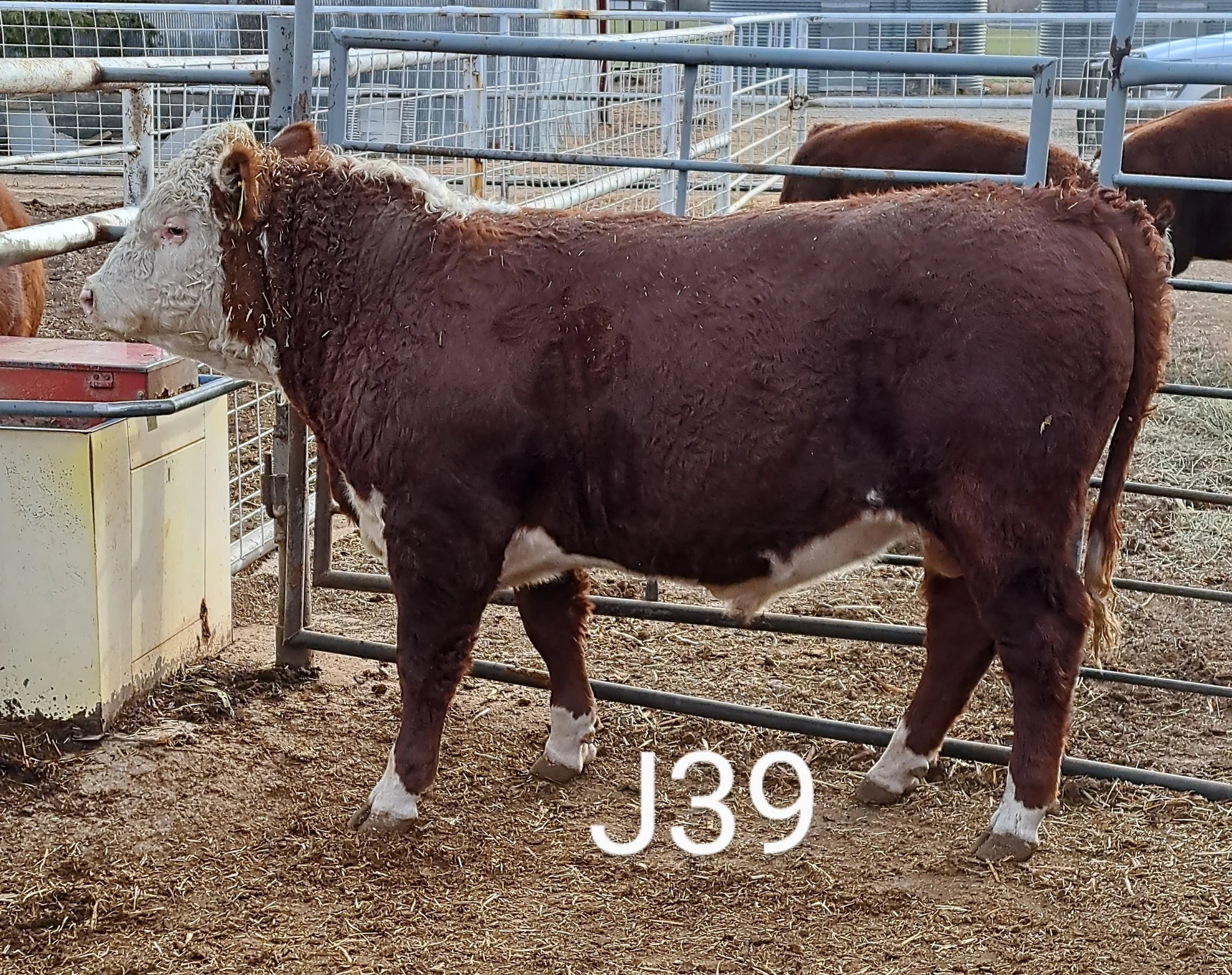 Registered and Commercial Polled Hereford Bulls for Sale in Kansas