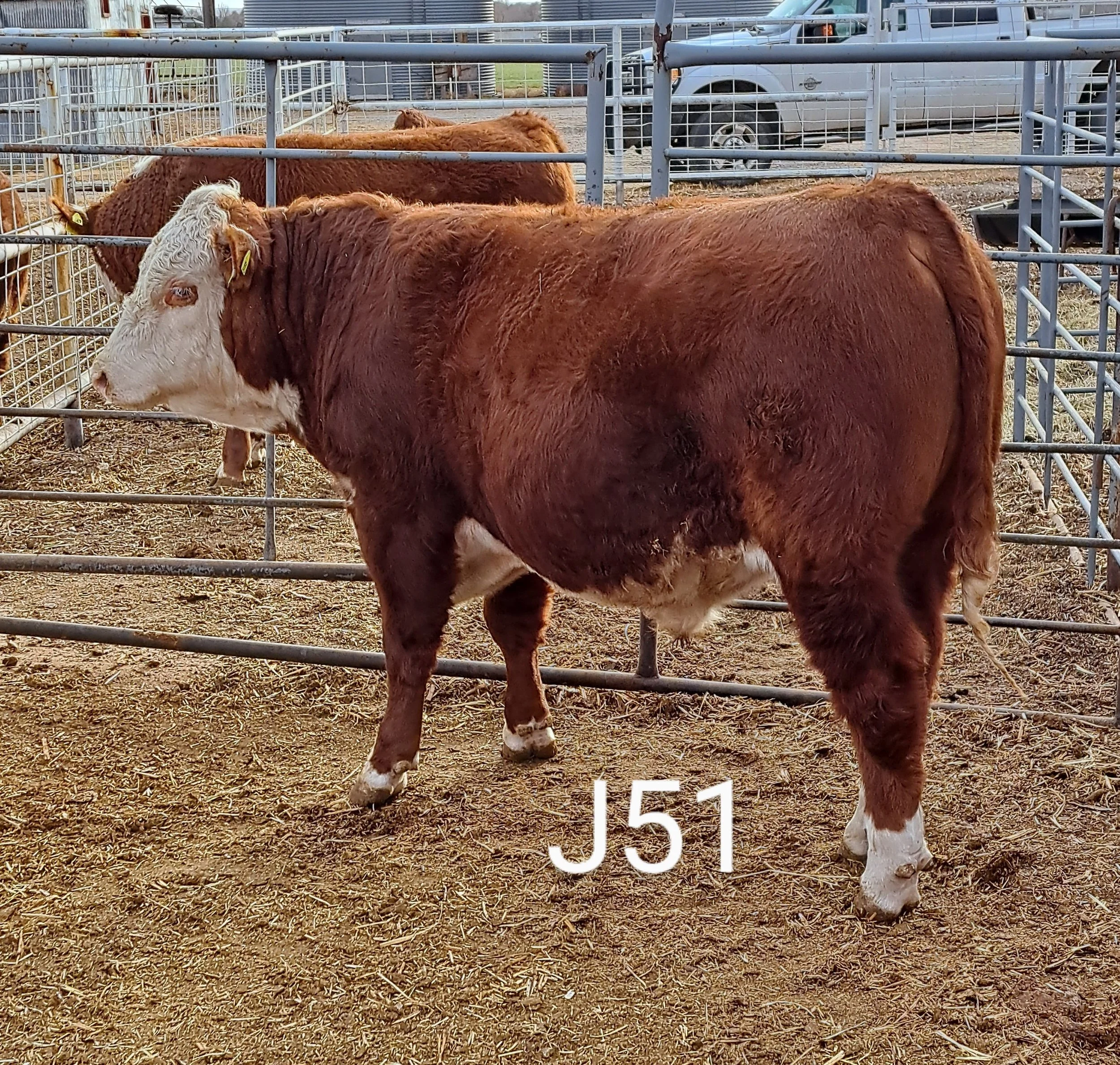 Registered and Commercial Polled Hereford Bulls for Sale in Kansas
