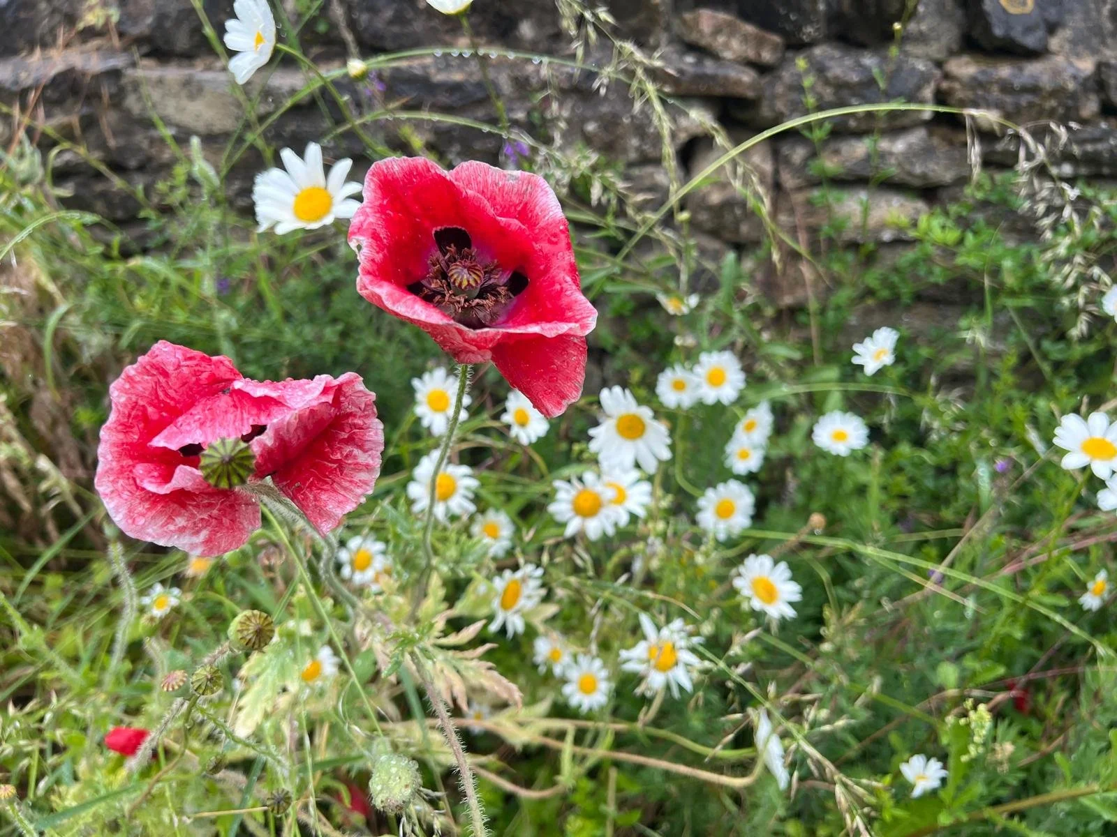 “A beautiful afternoon”: HopeWalk at St Swithun’s | 6th June 2026