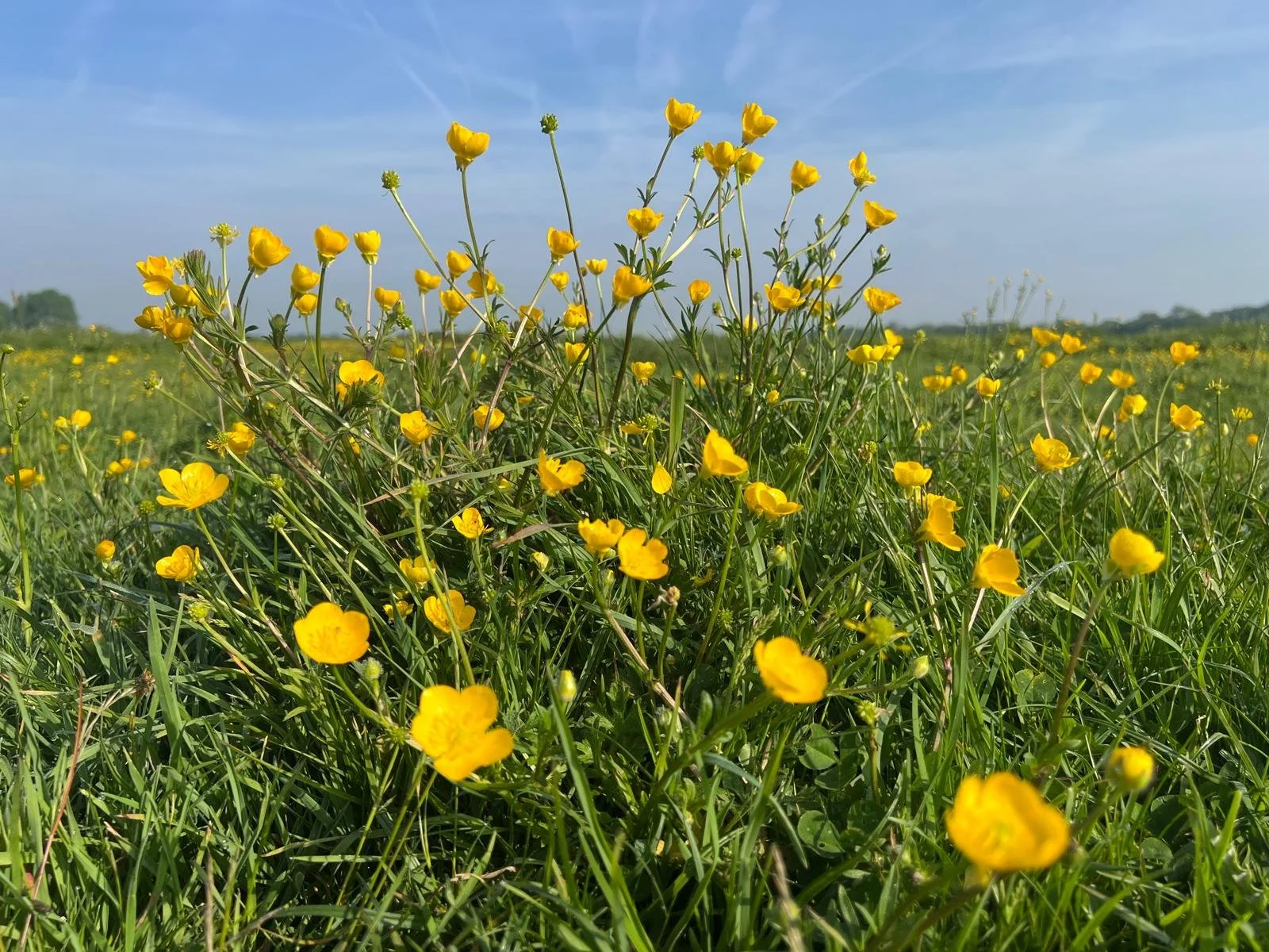 A close up of yellow buttercups in a field, with blue sky above.