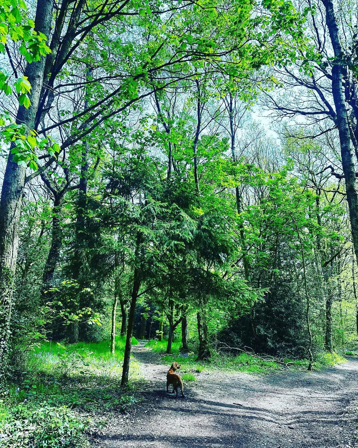 Beautiful bluebells 
A sea of blue magic
So grounding in the middle of a busy day packing up our house to move 
Thankyou @ecclesall_woods 
We popped over to my Wellness centre Alive and saw some deer near Lady cannings and a stunning view after sunse