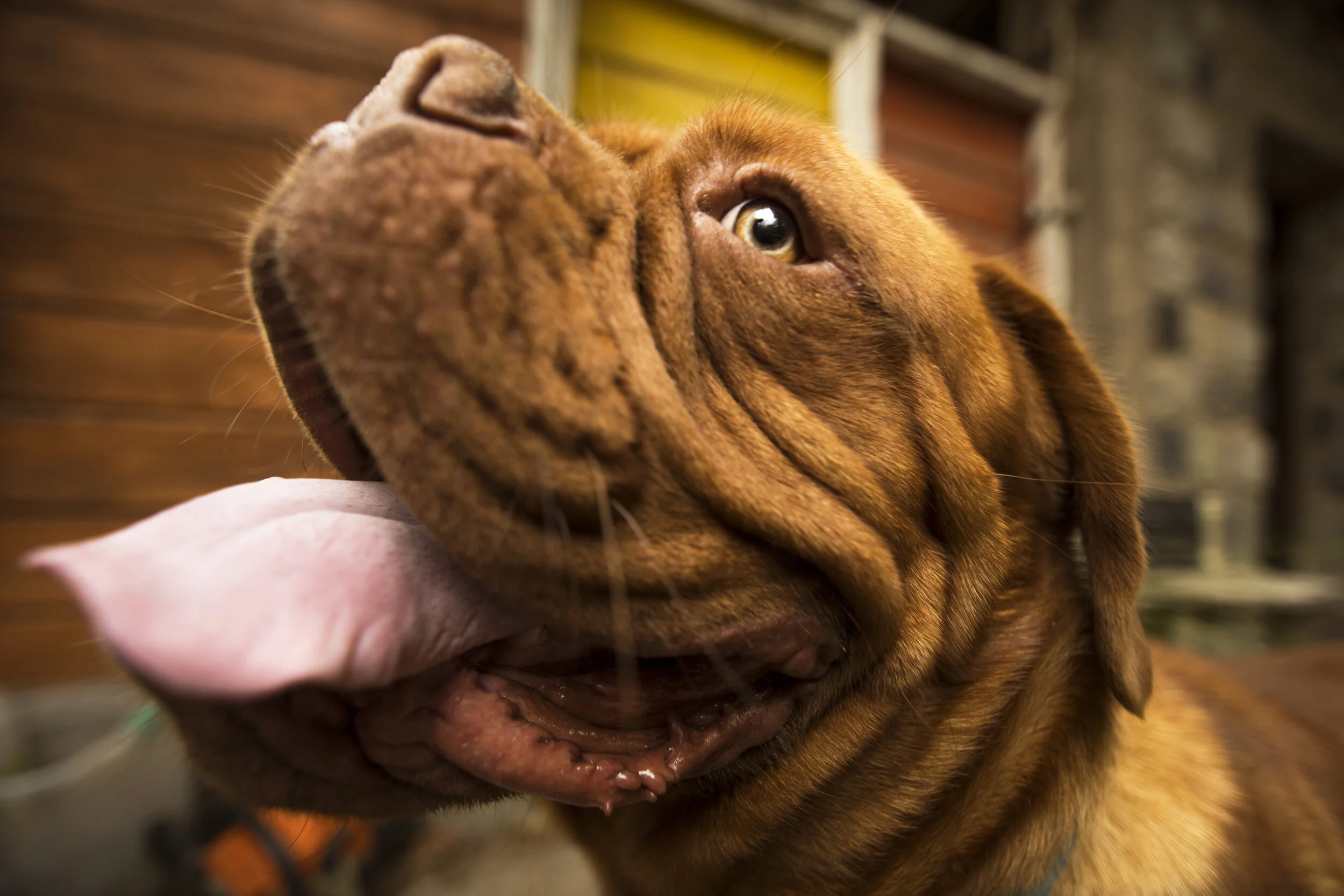 Oso, Dogo de Burdeos
Cajón del Maipo, Santiago, Chile