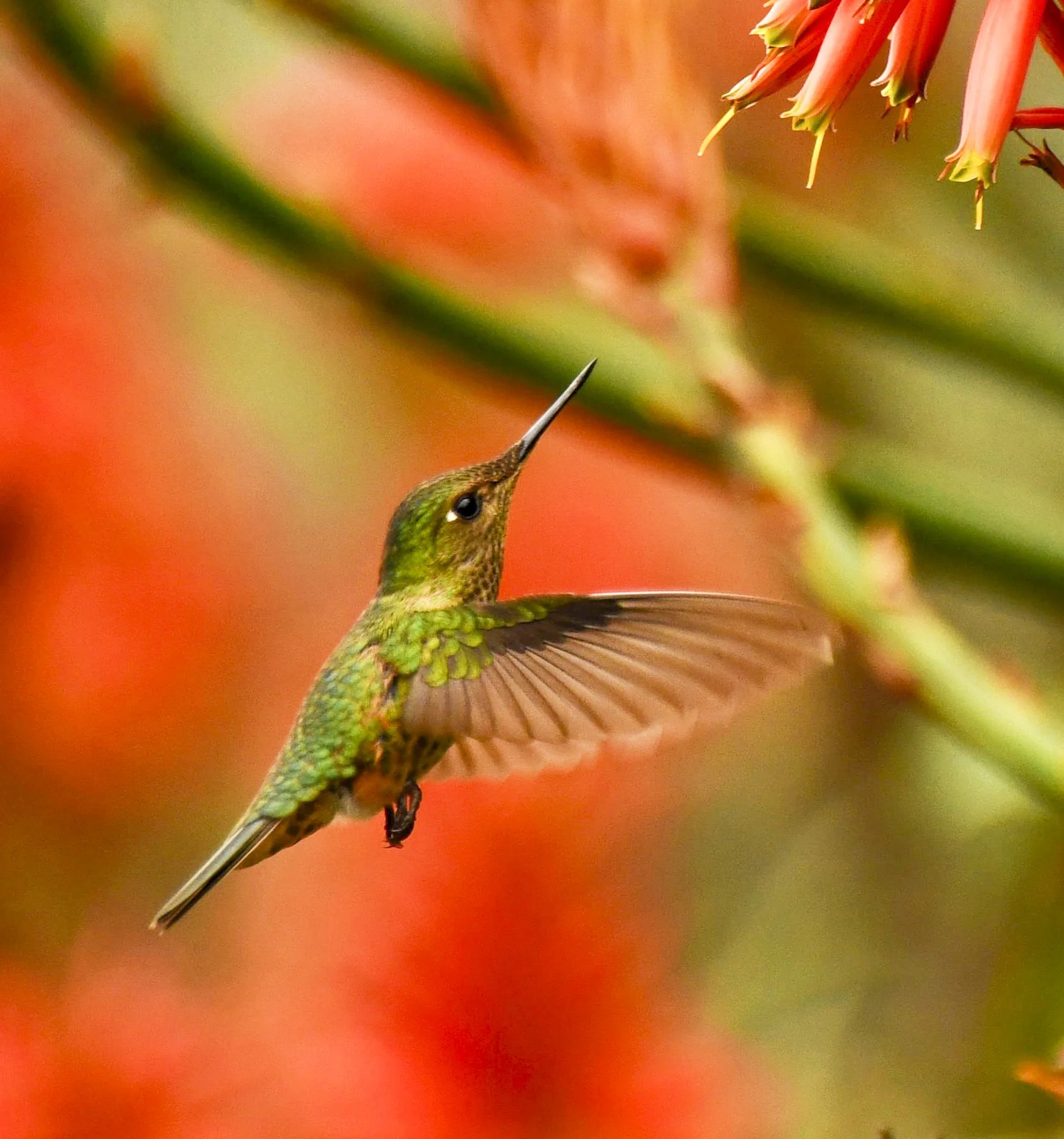 Santuario de colibríes
