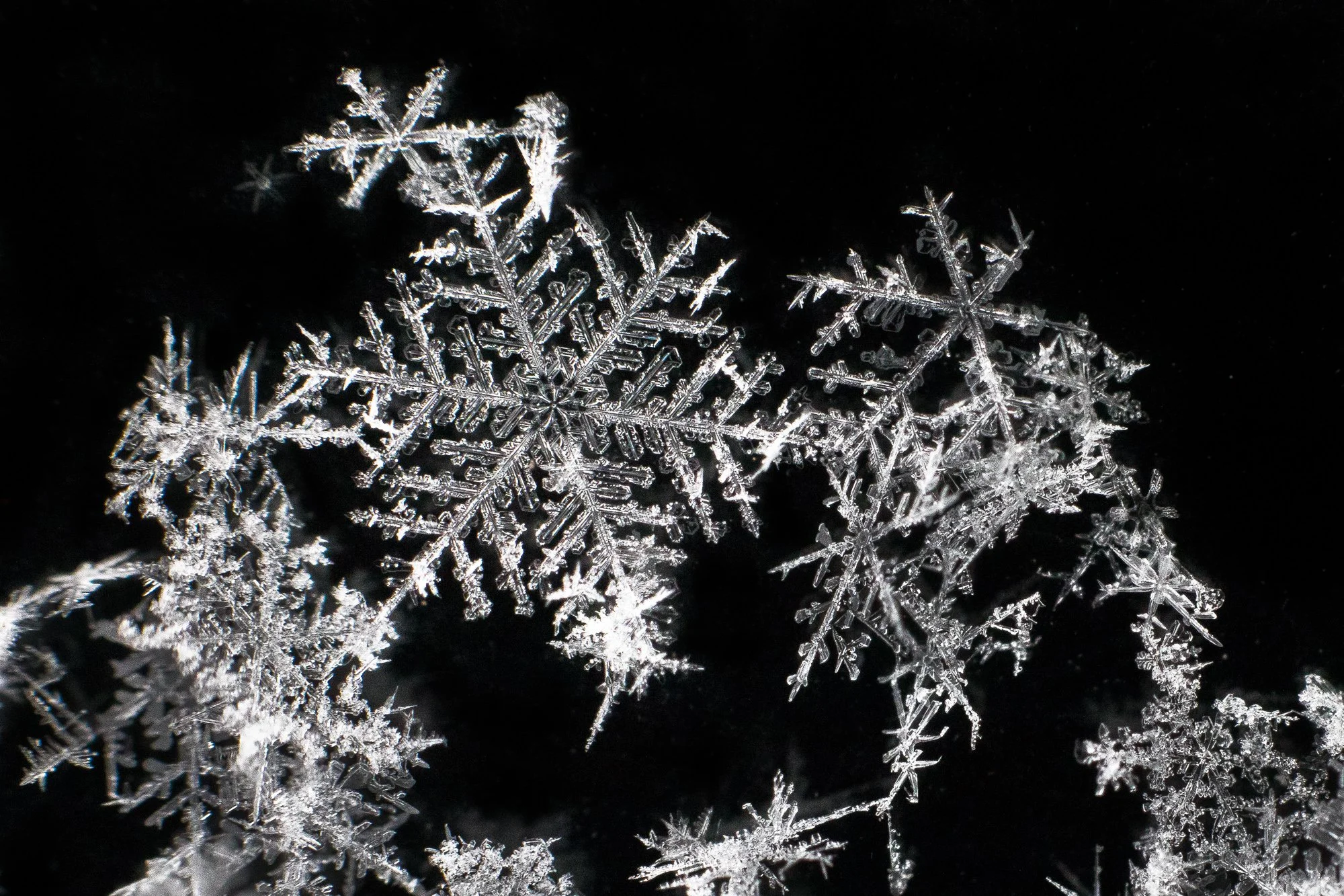 snowflakes_004.jpg