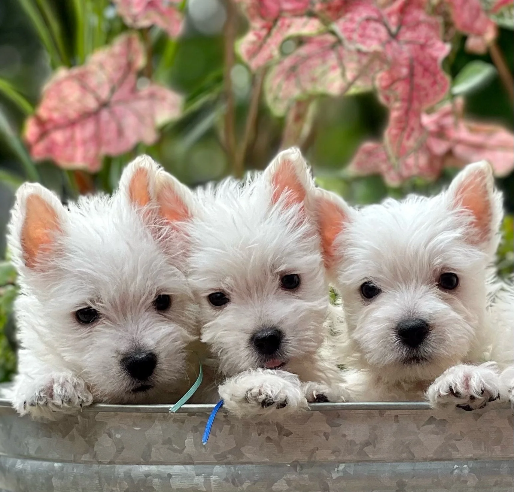 White Terrier White Terrier