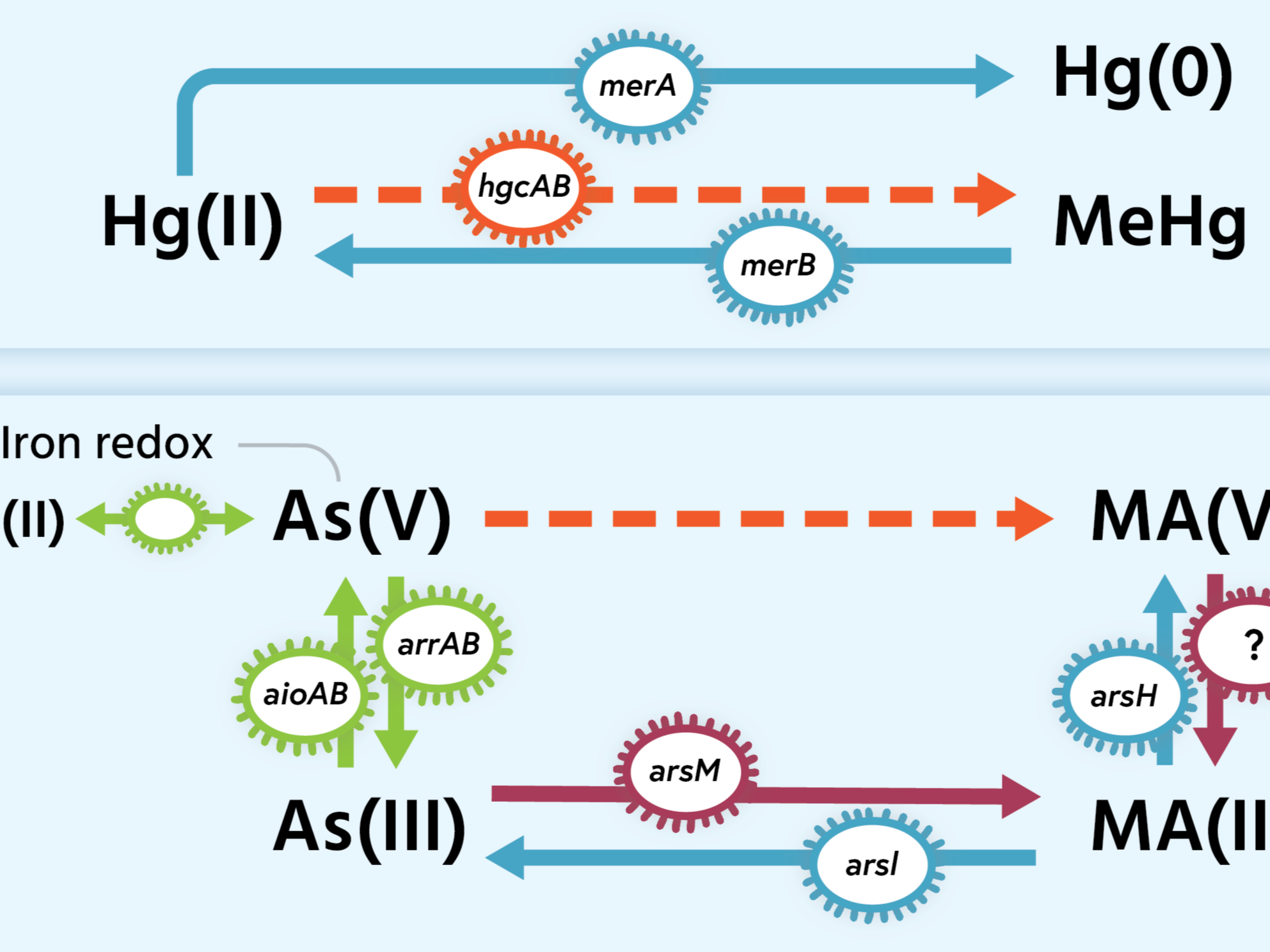 Poulin_contaminants_schematic+-+Copy.png