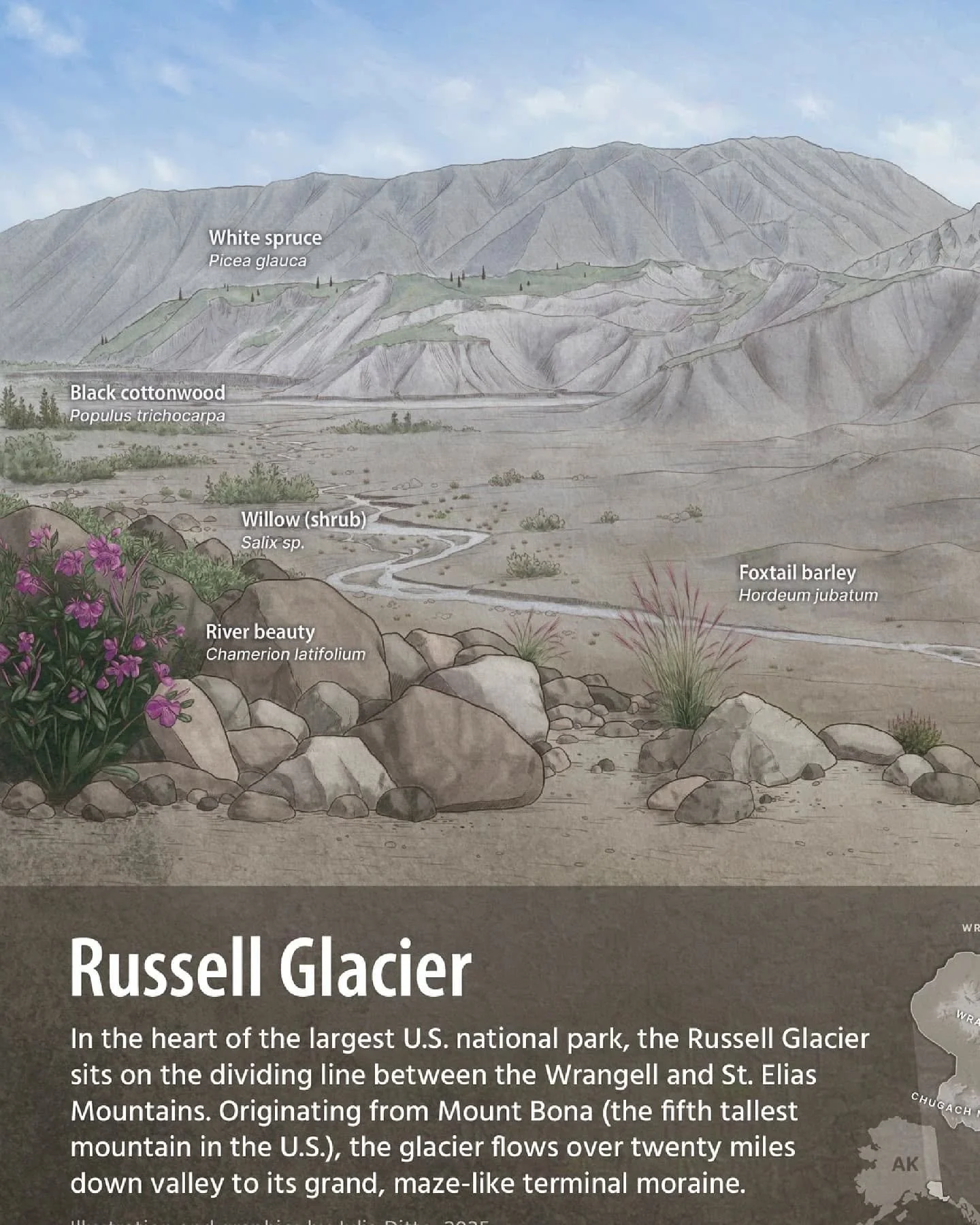 ▪︎ Primary Plant Succession and the Russell Glacier ▪︎

Happy Earth Day! Here is my most recent infographic, currently featured in the SHAPED BY ICE climate art show at @slip_belltown gallery, Seattle, WA.

About the piece~
In July of 2024, I complet