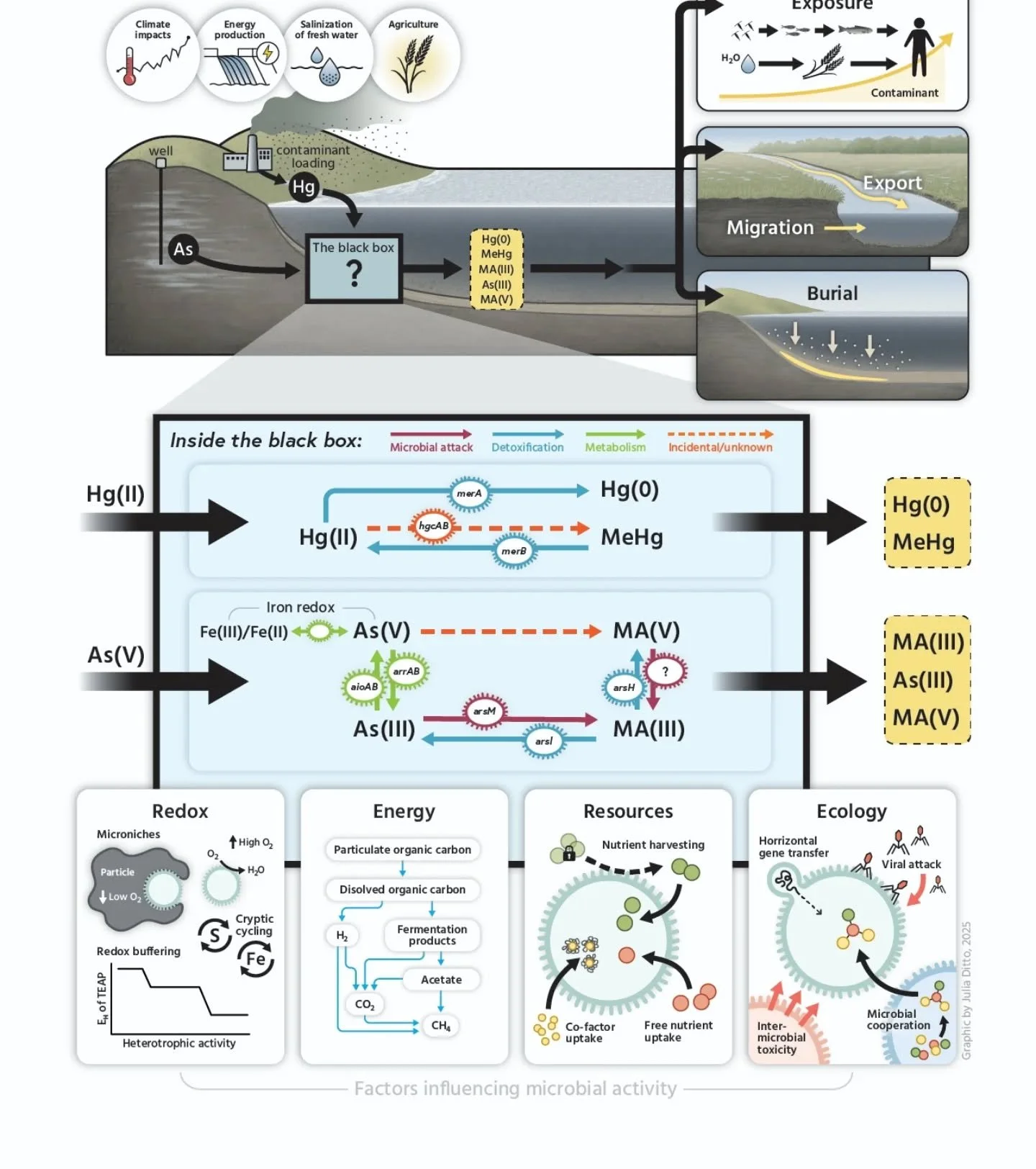 🎉Newly published in the Journal of Environmental Science &amp; Technology, this graphic explores the many interactions of Mercury (Hg) and Arsenic (As) in the environment, and how the contaminants can impact people.

From the authors:
&quot;Conceptu