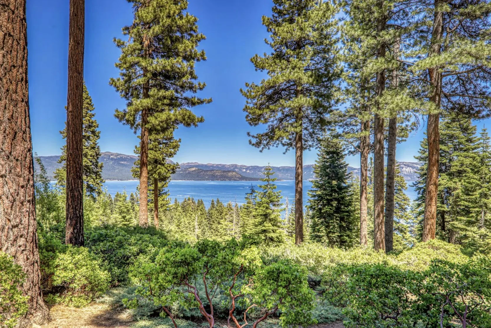 trees + lake.jpg