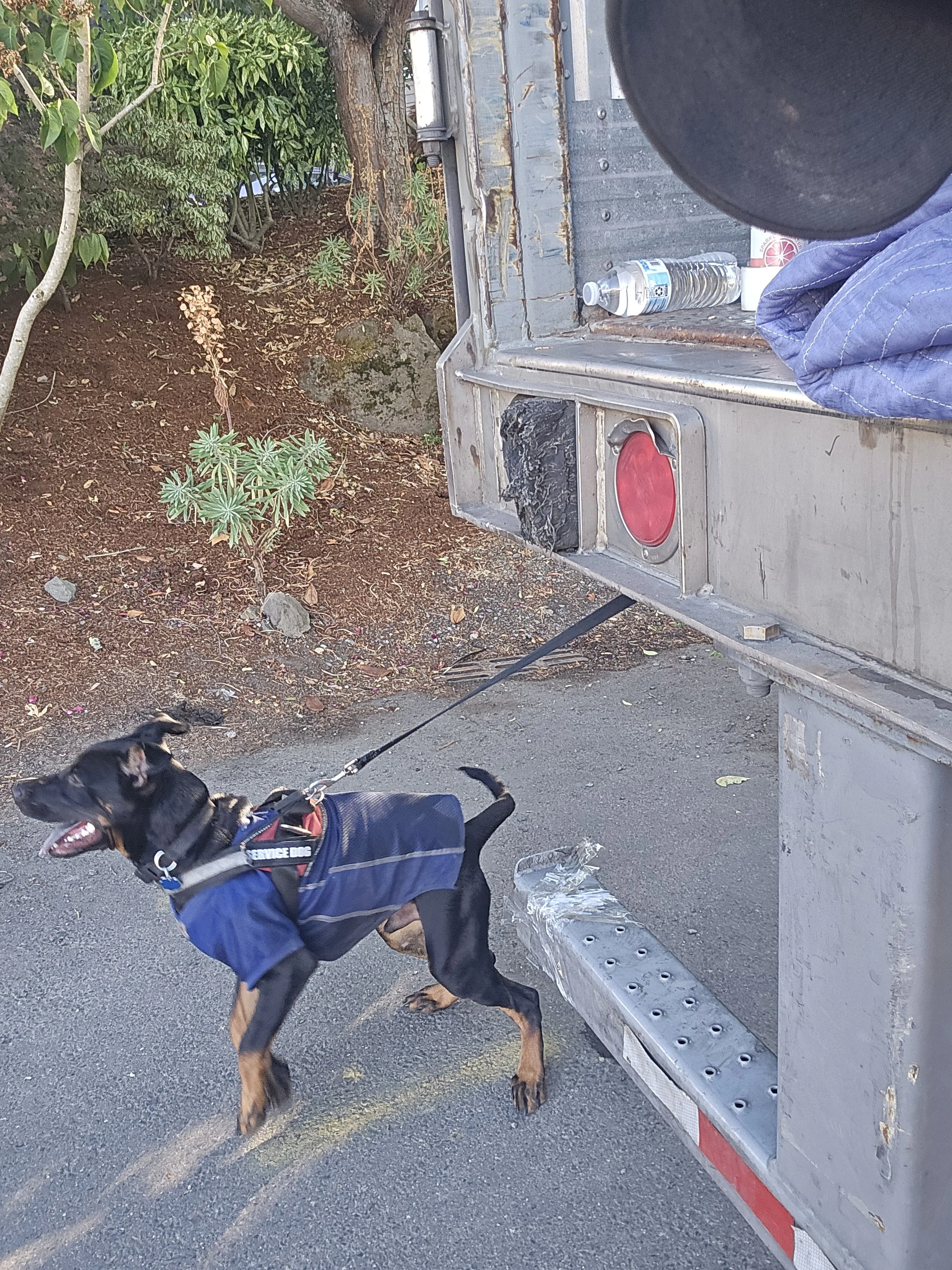 A service dog wearing a blue vest and harness, standing on a paved surface next to a vehicle or trailer, with green plants and soil in the background.