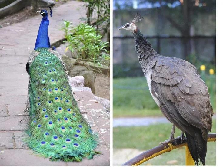 Permission to be trash, sir? : A Belated Women’s Day Post