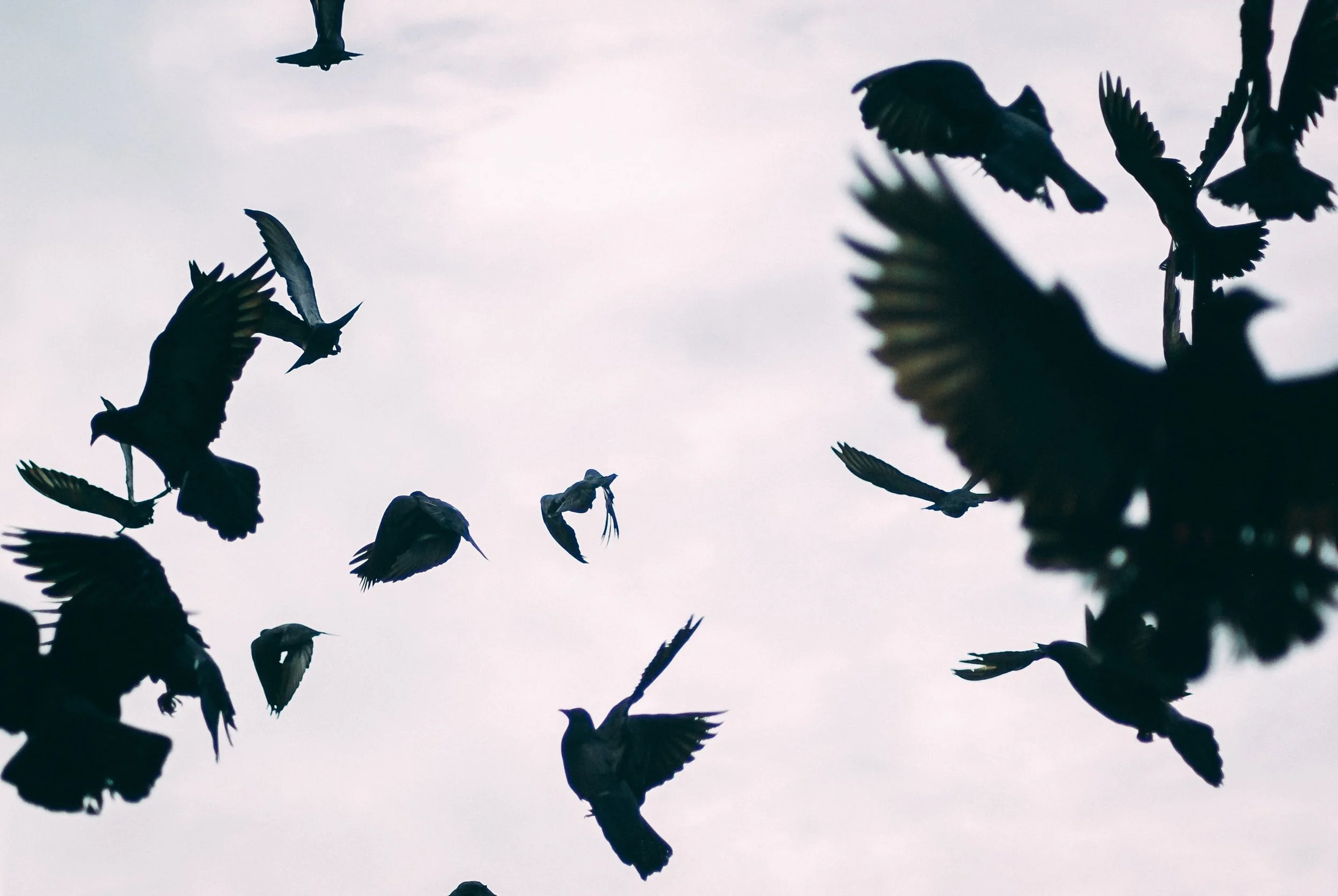 Anshritha views the world through a lens of fiction. Her experience with storytelling began when she was five and was asked where the box of chocolates disappeared. Her work has found home or is forthcoming in Twenty-Two Twenty-Eight, The Future Fire