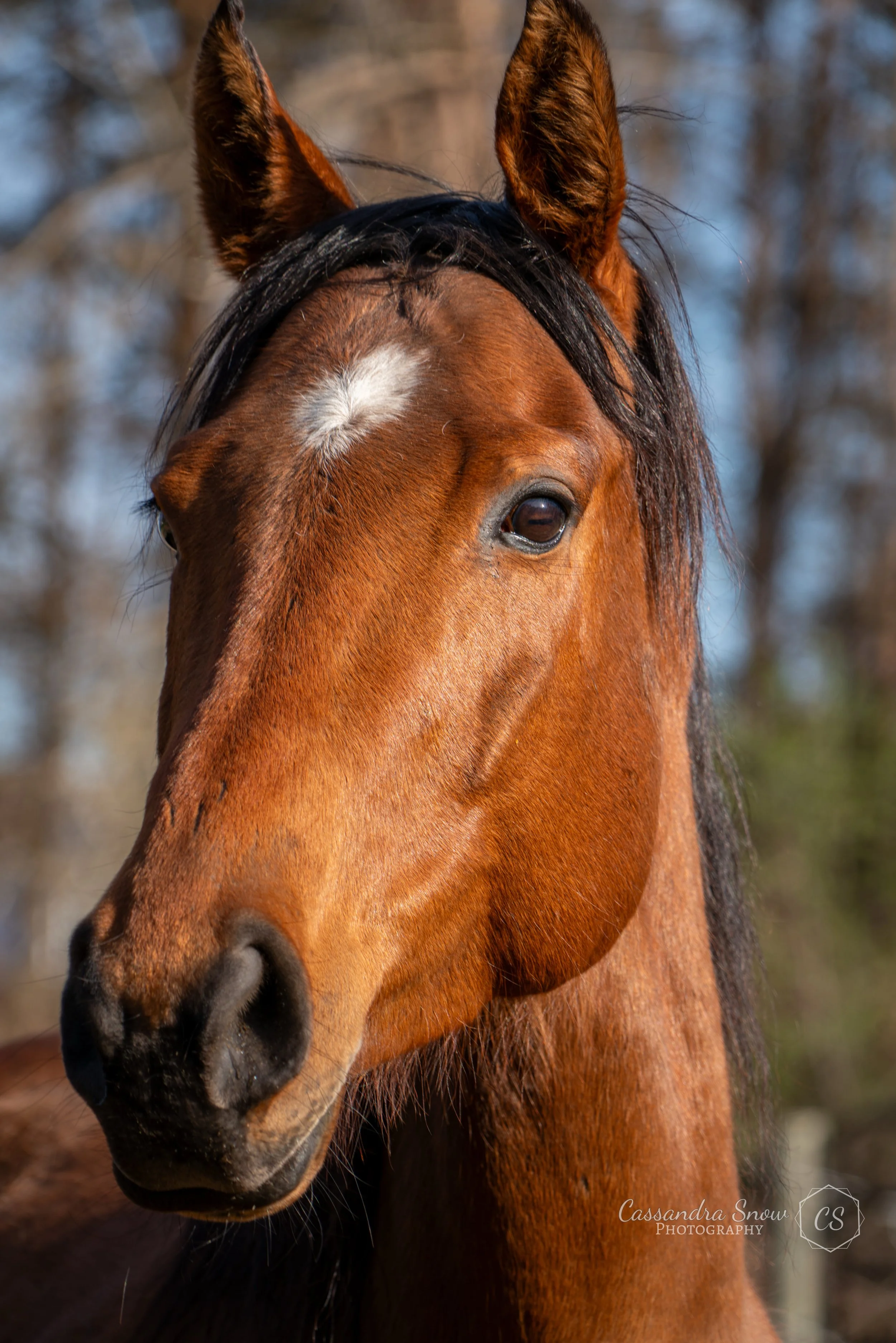 Close-up of a brown horse's face, showing its eye, ears, and part of its nose, with a blurred background of trees.
