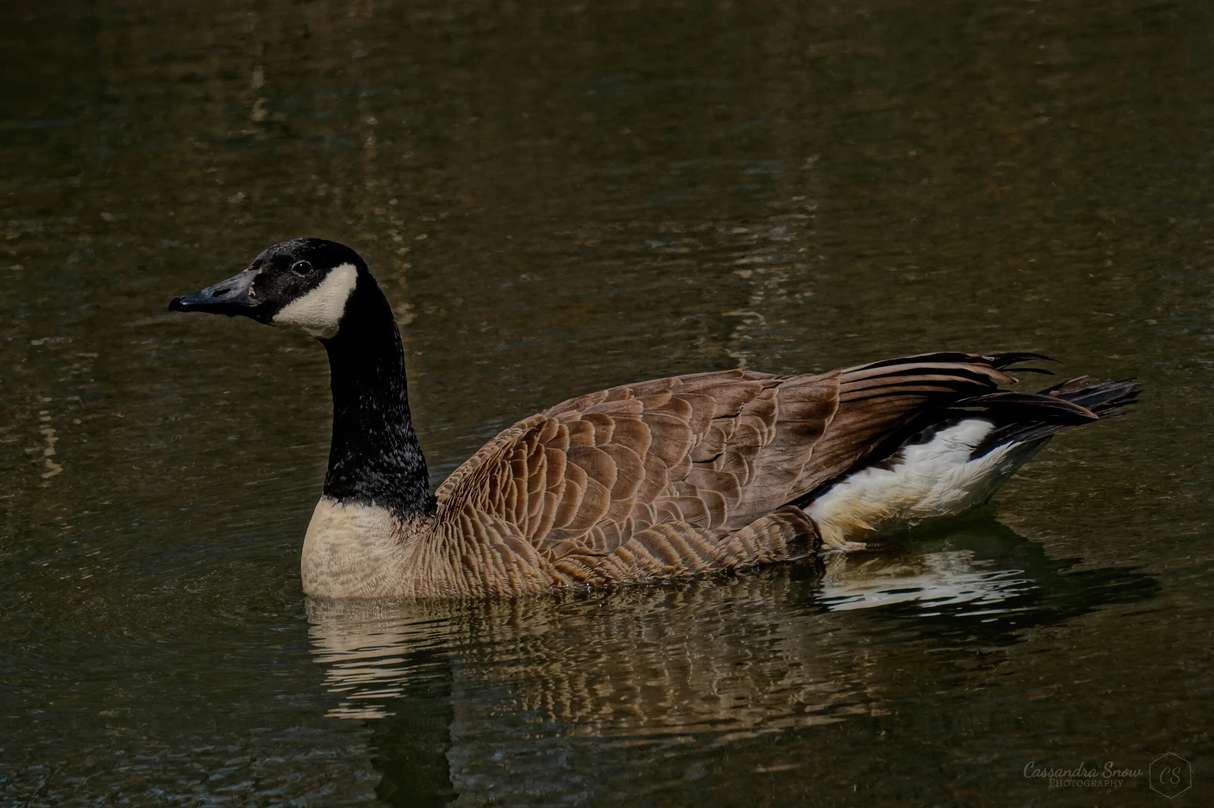 Cranbrooke 2020 (33)-Original.JPG