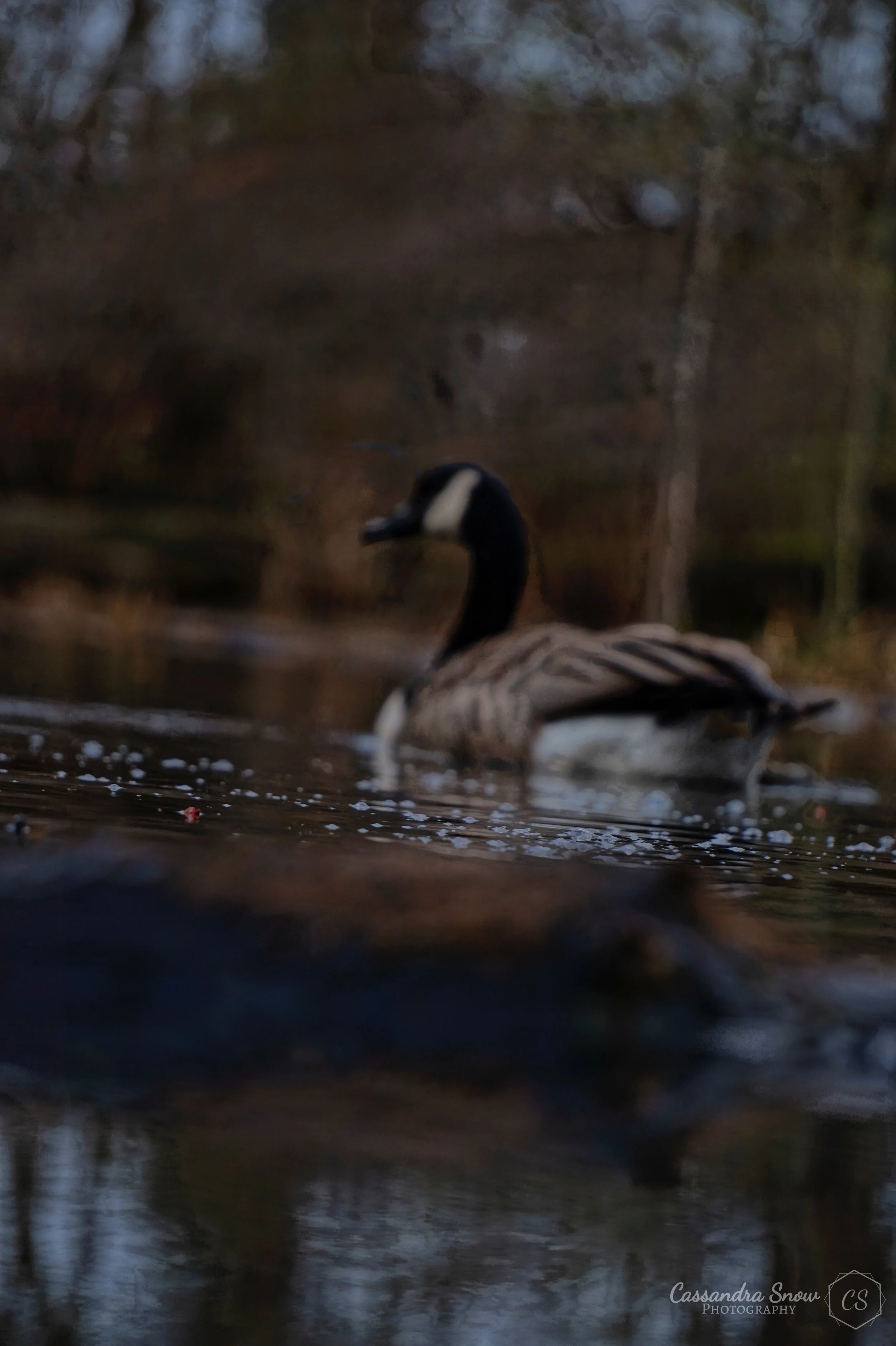 Blur goose.jpg
