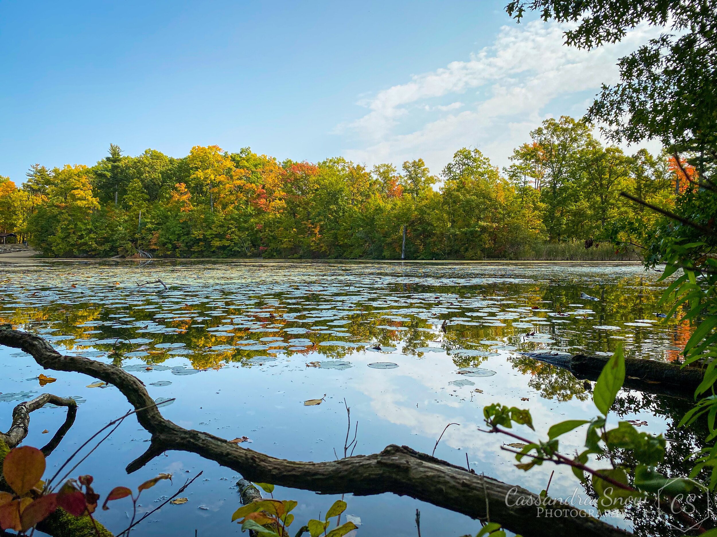 Pond & Tree.jpg