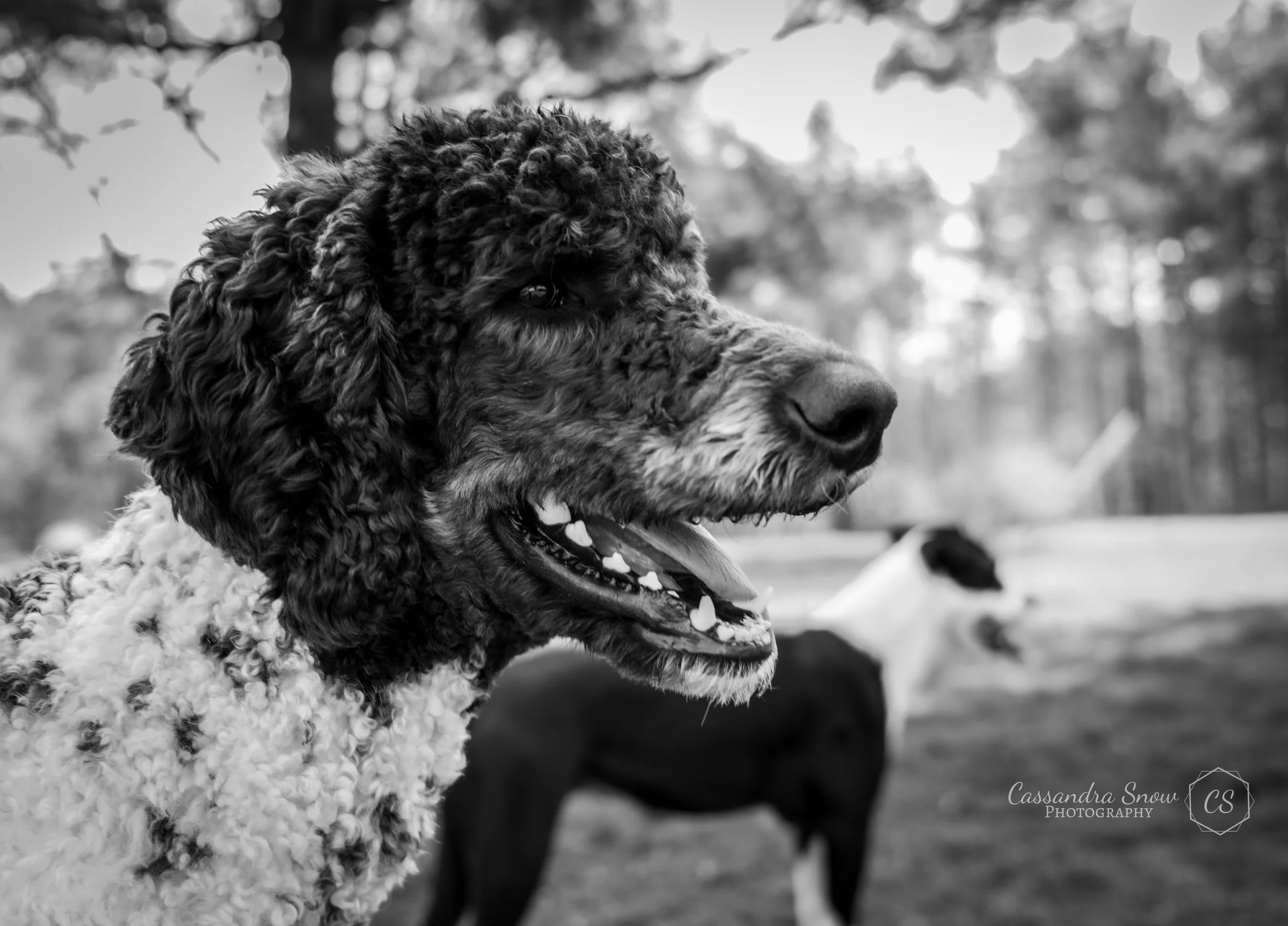 Close-up black and white photo of a dog with curly fur, facing to the right and smiling, outdoors with blurred trees in the background.