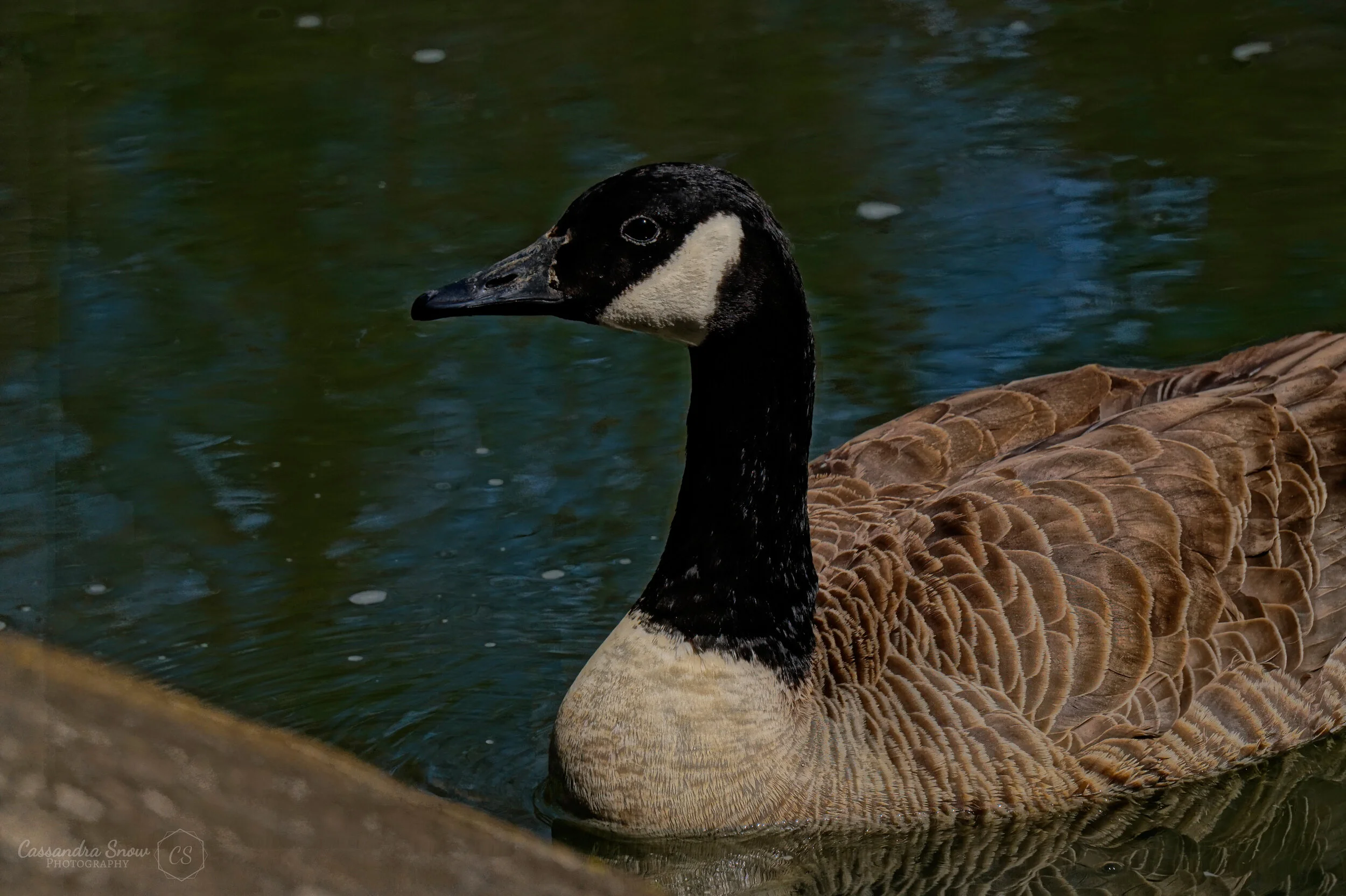 Cranbrooke 2020 (36)-Original.JPG