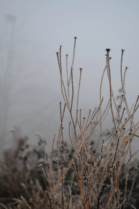Mediating End-of-Life Discussions