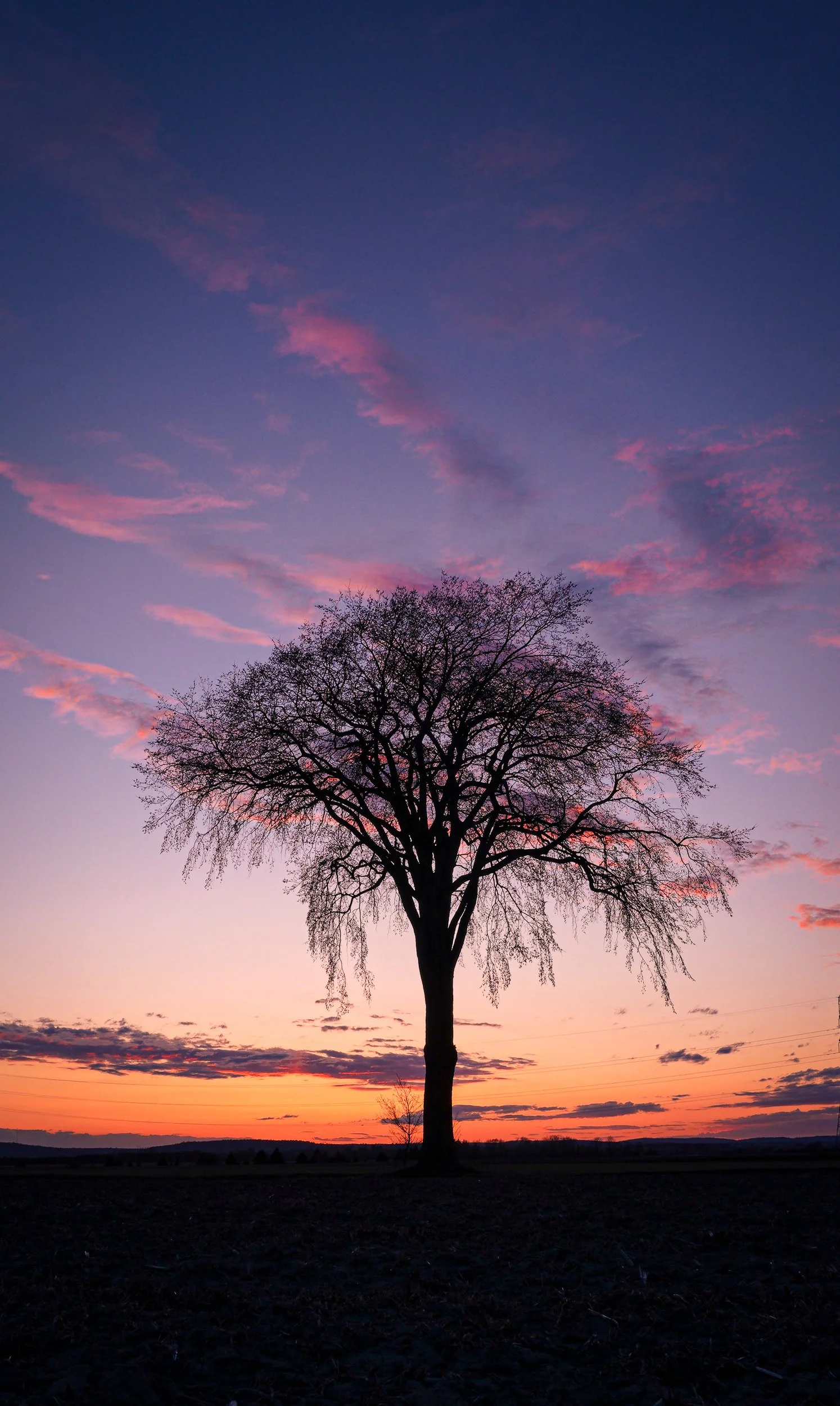 The-tree.jpg