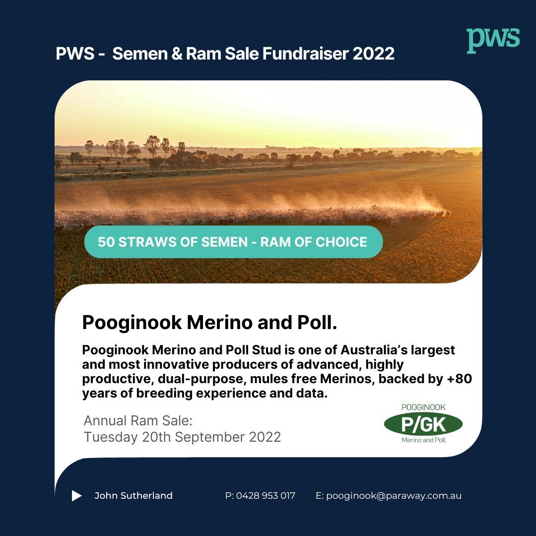 Based in the NSW Riverina NSW, Pooginook Merino and Poll Stud is one of Australia&rsquo;s largest and most innovative producers of advanced, highly productive, dual-purpose, mules free Merinos, backed by +80 years of breeding experience and data. ⁠
⁠