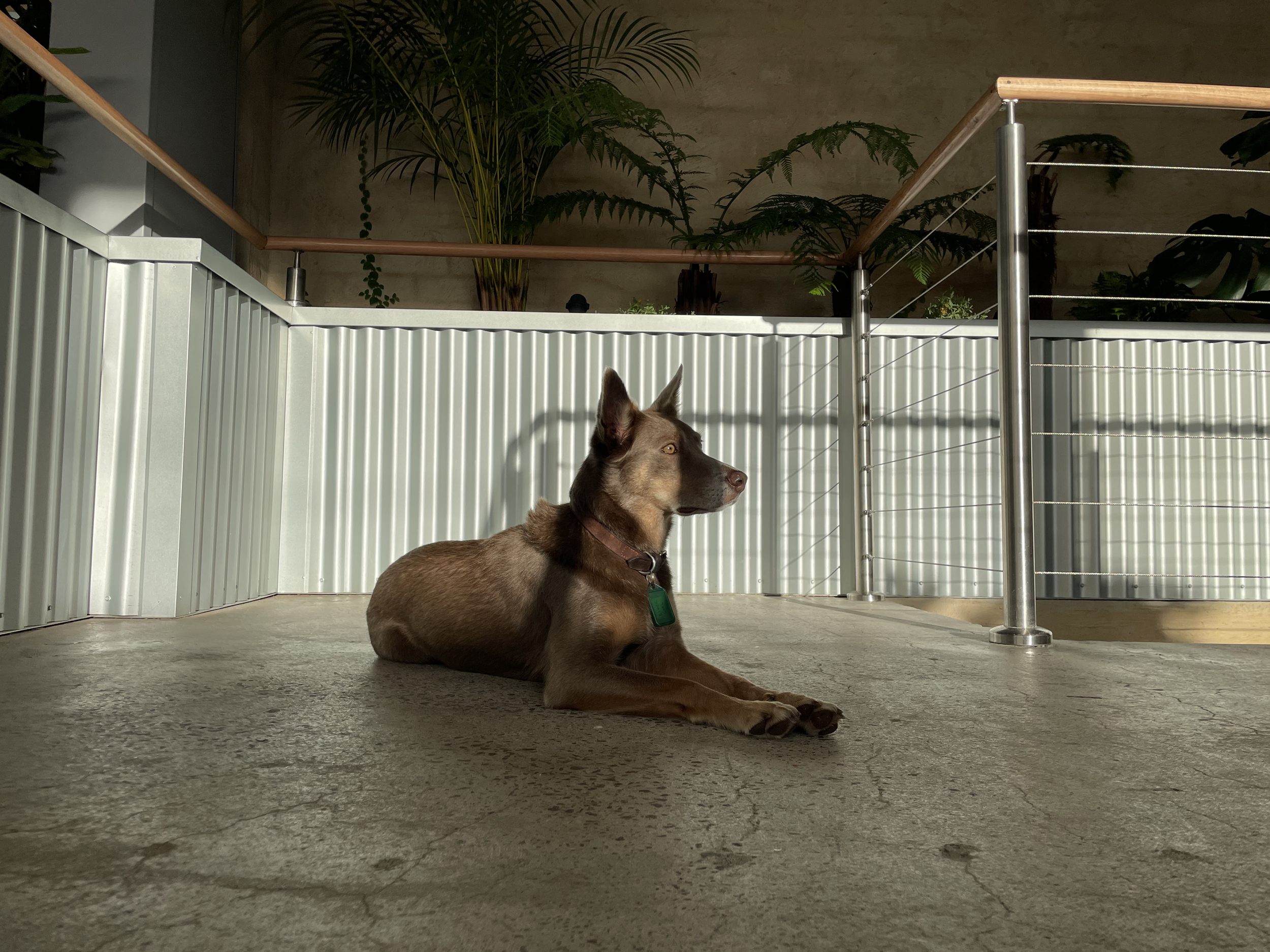 STUDIO DOG