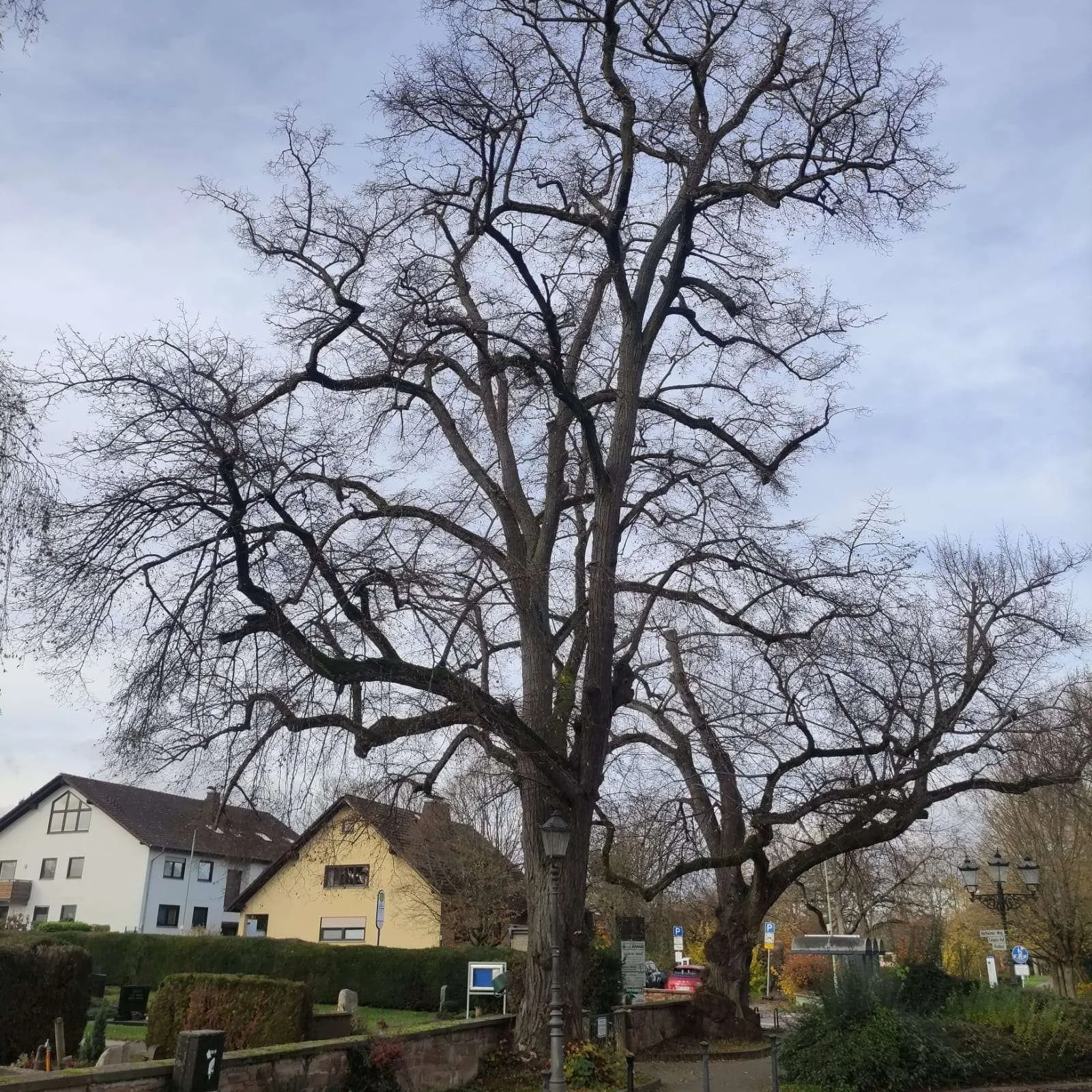 Zwei Linden am Friedhof in Massenheim müssen gefällt werden