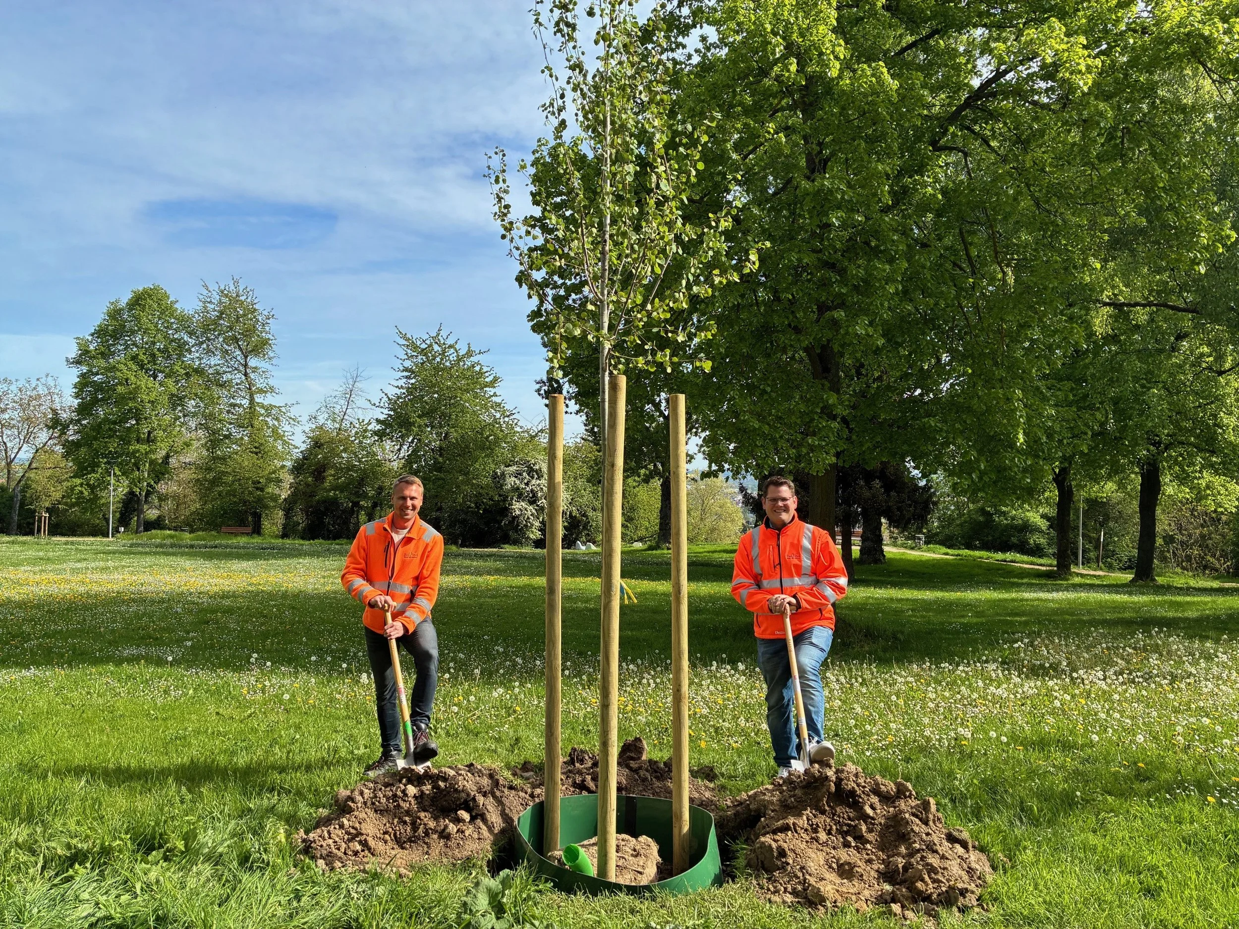 Zitterpappel im Freudenbergpark gepflanzt