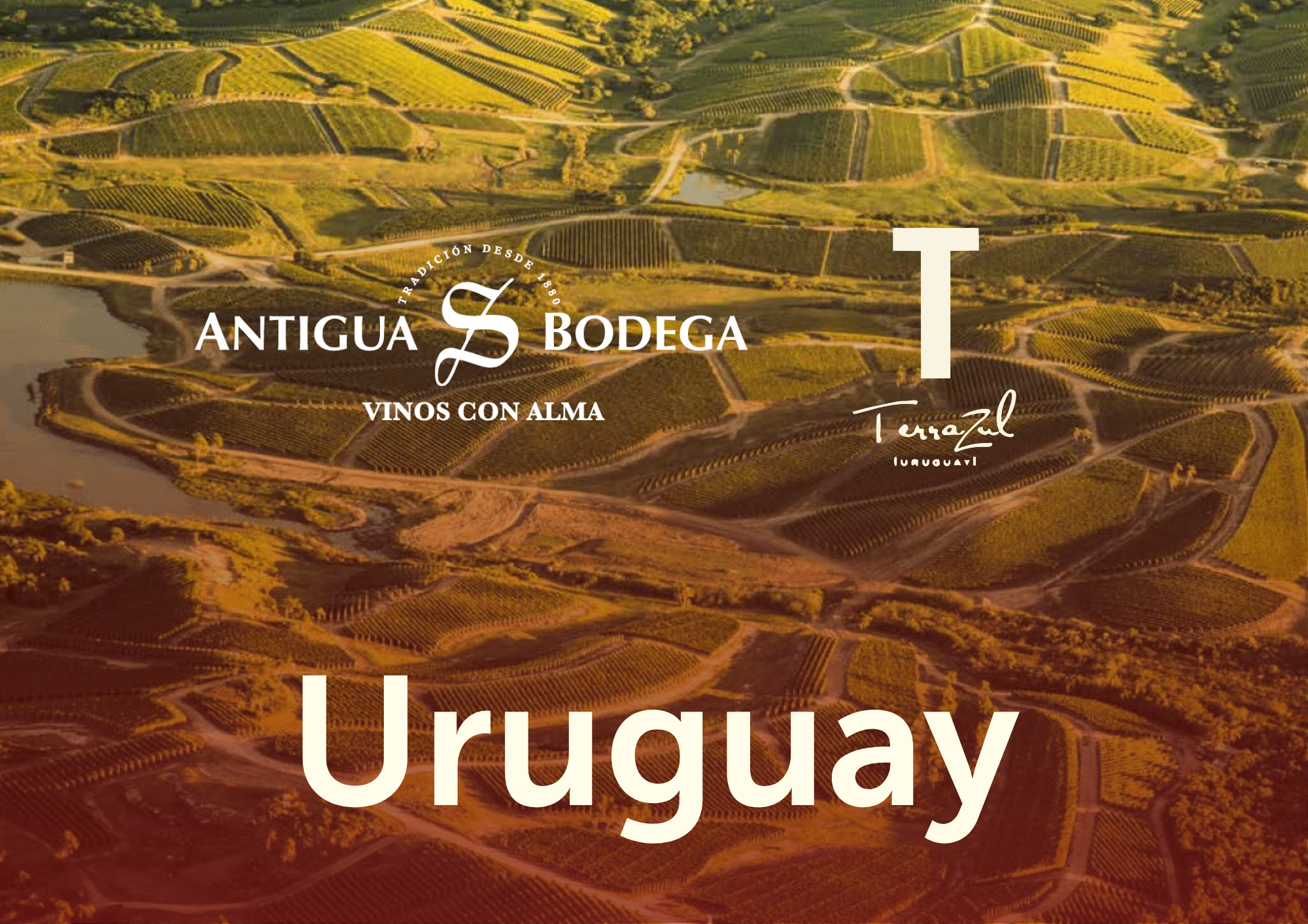 Luchtfoto van wijngaarden in Uruguay met overlaid tekst 'Antigua Bodega', 'Vinos con alma', 'Tierra del Uruguay' en 'Uruguay'.