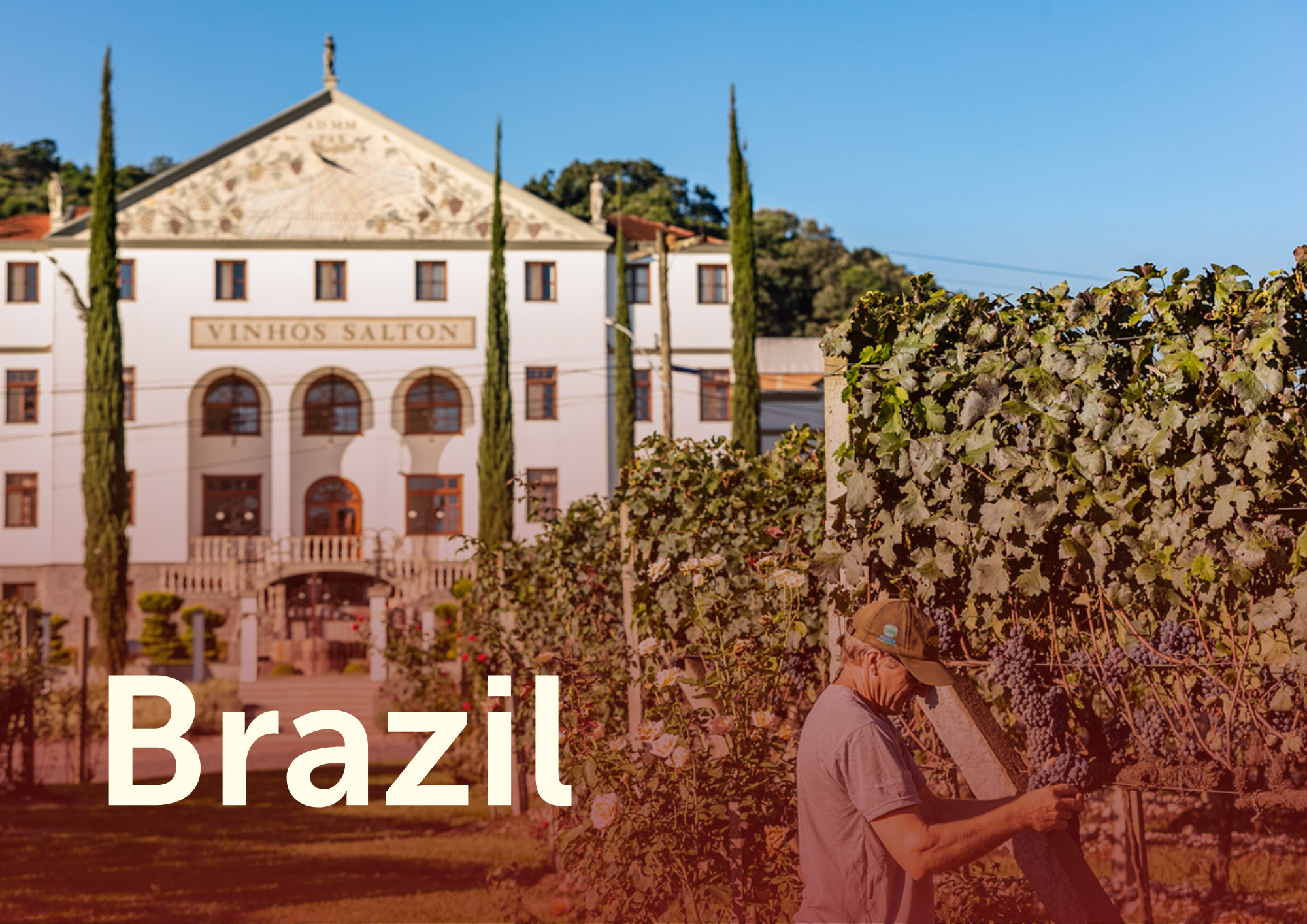Vrouw plukt druiven in de wijngaard voor een wit Frans landhuis met cypresbomen op de achtergrond, met de tekst "Brazil" in de linkerbenedenhoek.