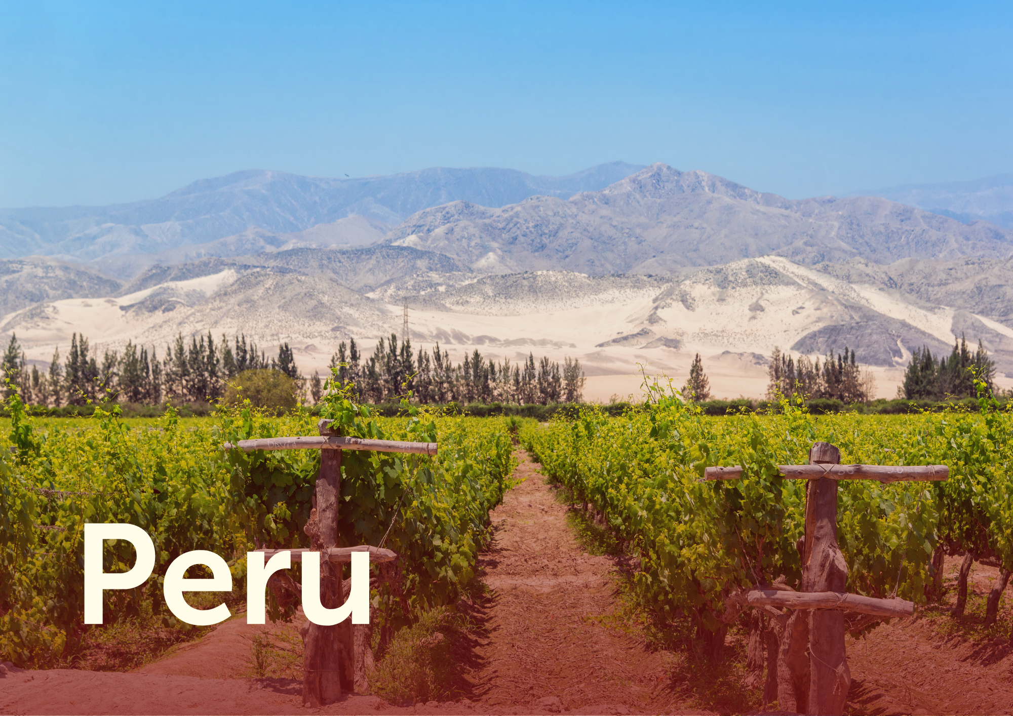 Vineyard met bergen en zandduinen op de achtergrond in Peru.