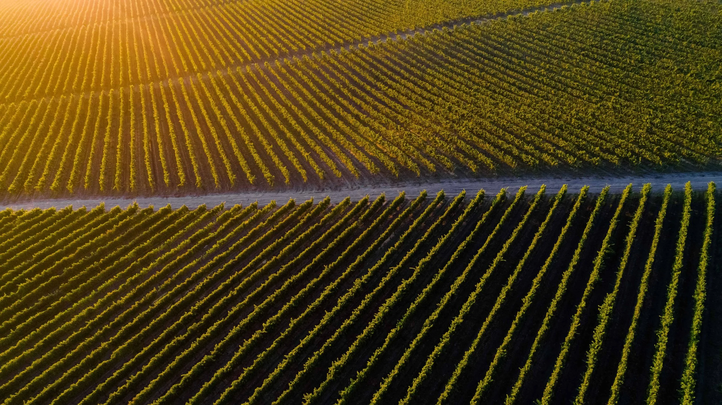 Proeverij Moldavië: Vooraanstaande producent Radacini