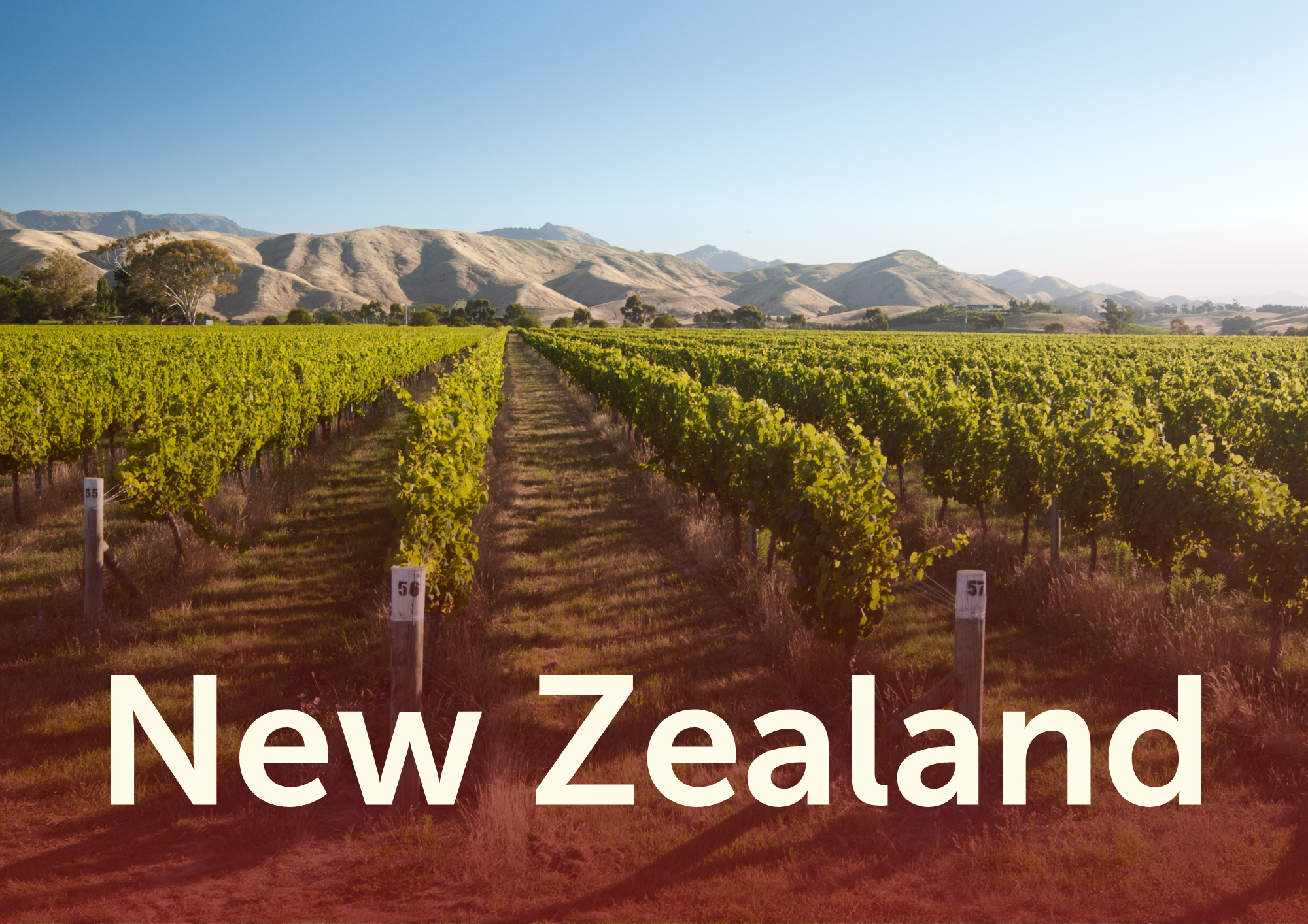 Vines in een wijngaard met bergen op de achtergrond in Nieuw-Zeeland.