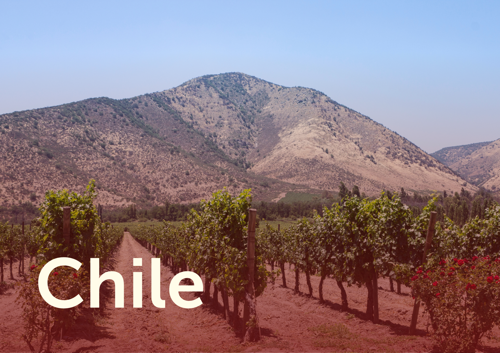 Wijngaarden in een vallei met bergen op de achtergrond, onder een blauwe hemel in Chili.