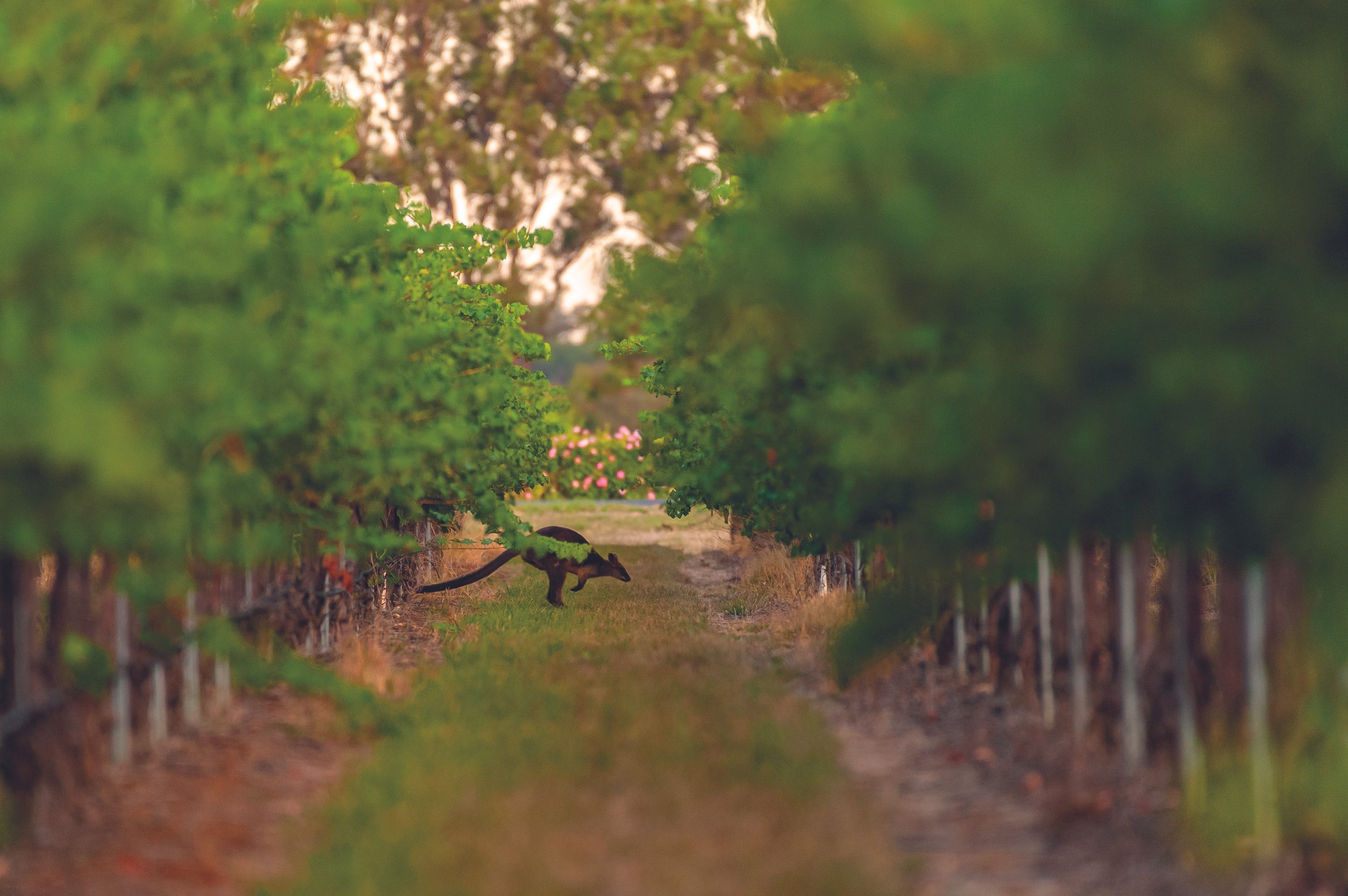 Masterclass Yalumba: Pioniers van Australië