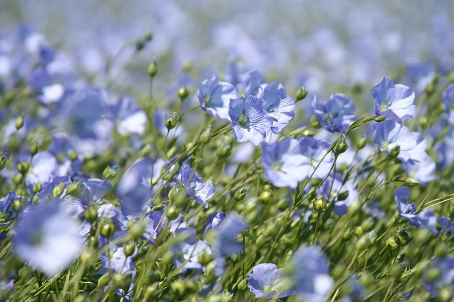 Flax plant often used as biomass for bio-based ingredients