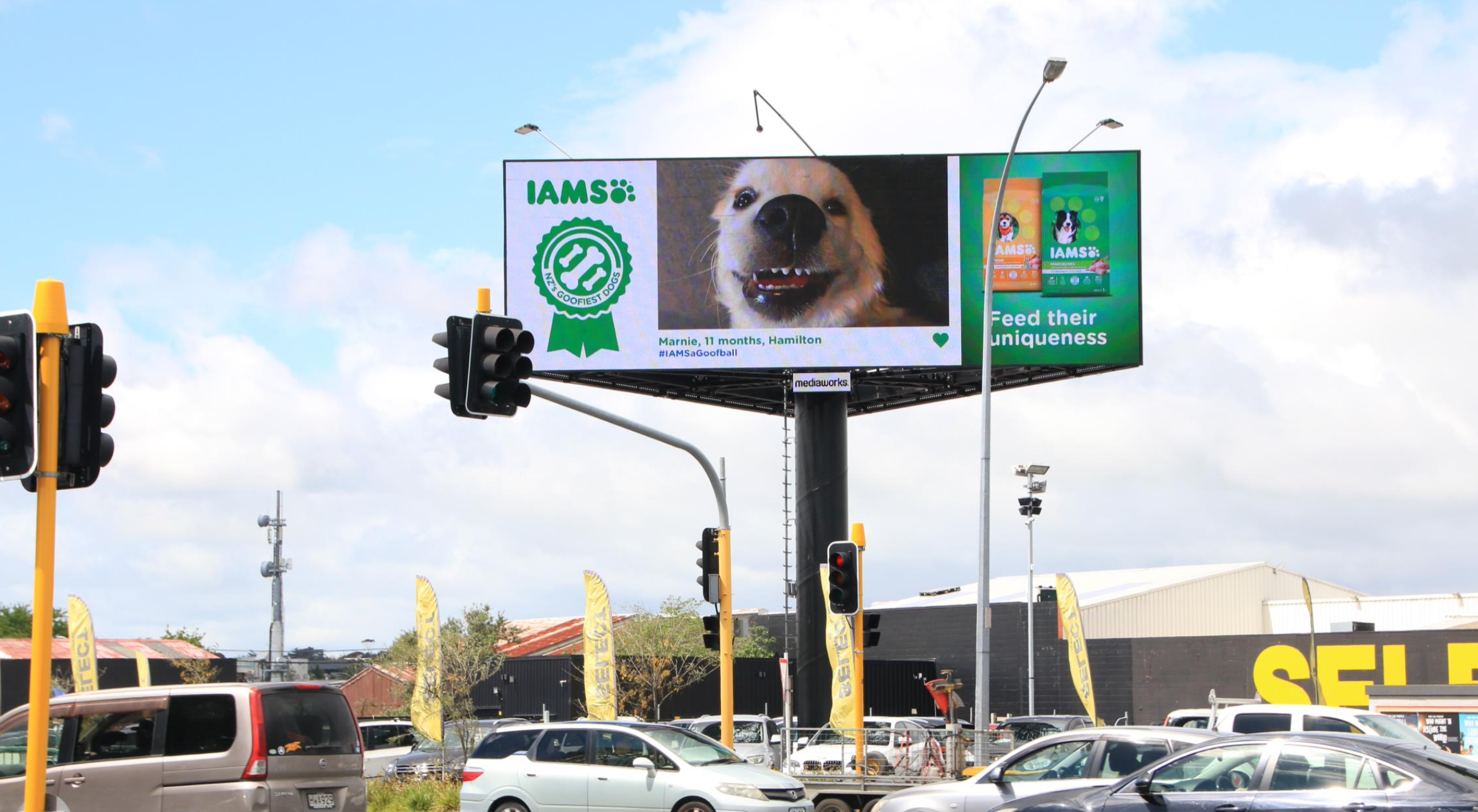 All submissions to the competition we're featured across 6 key cities in New Zealand (Queenstown, Christchurch, Hamilton, Auckland, Tauranga, Wellington) ensuring pet parents everywhere heard about the competition.