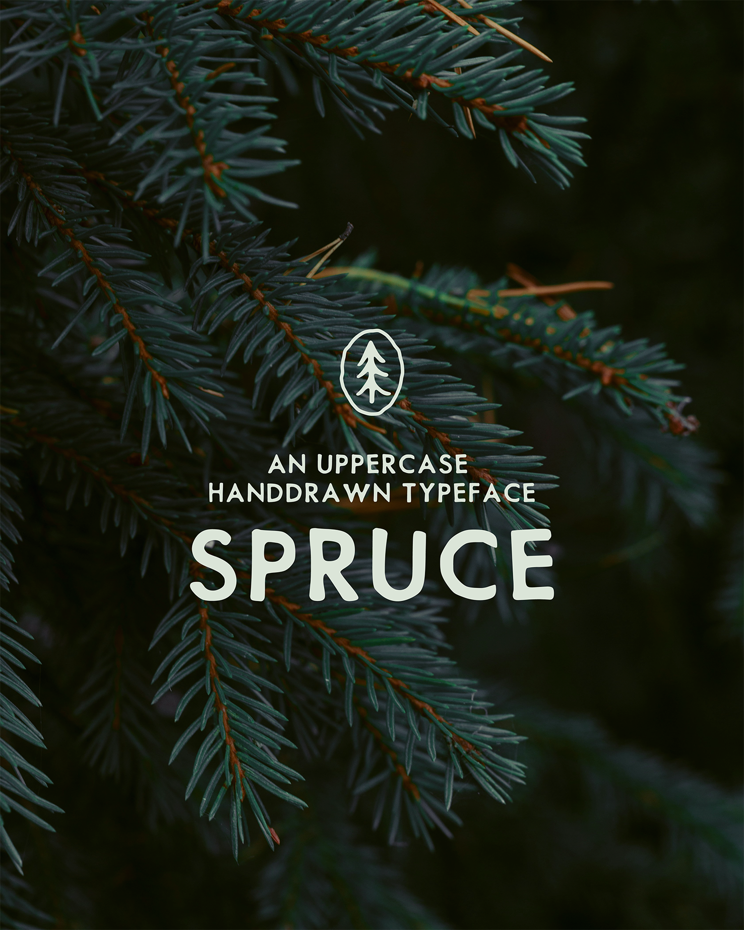 Spruce Typeface