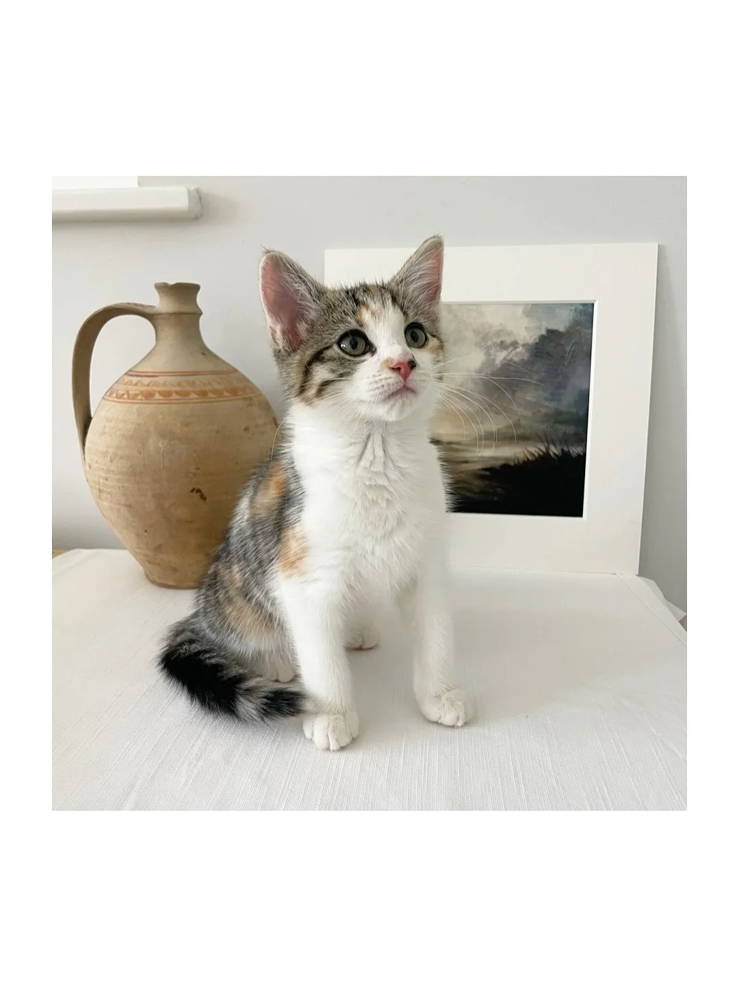 Willow, the most adorable photography assistant 🐾