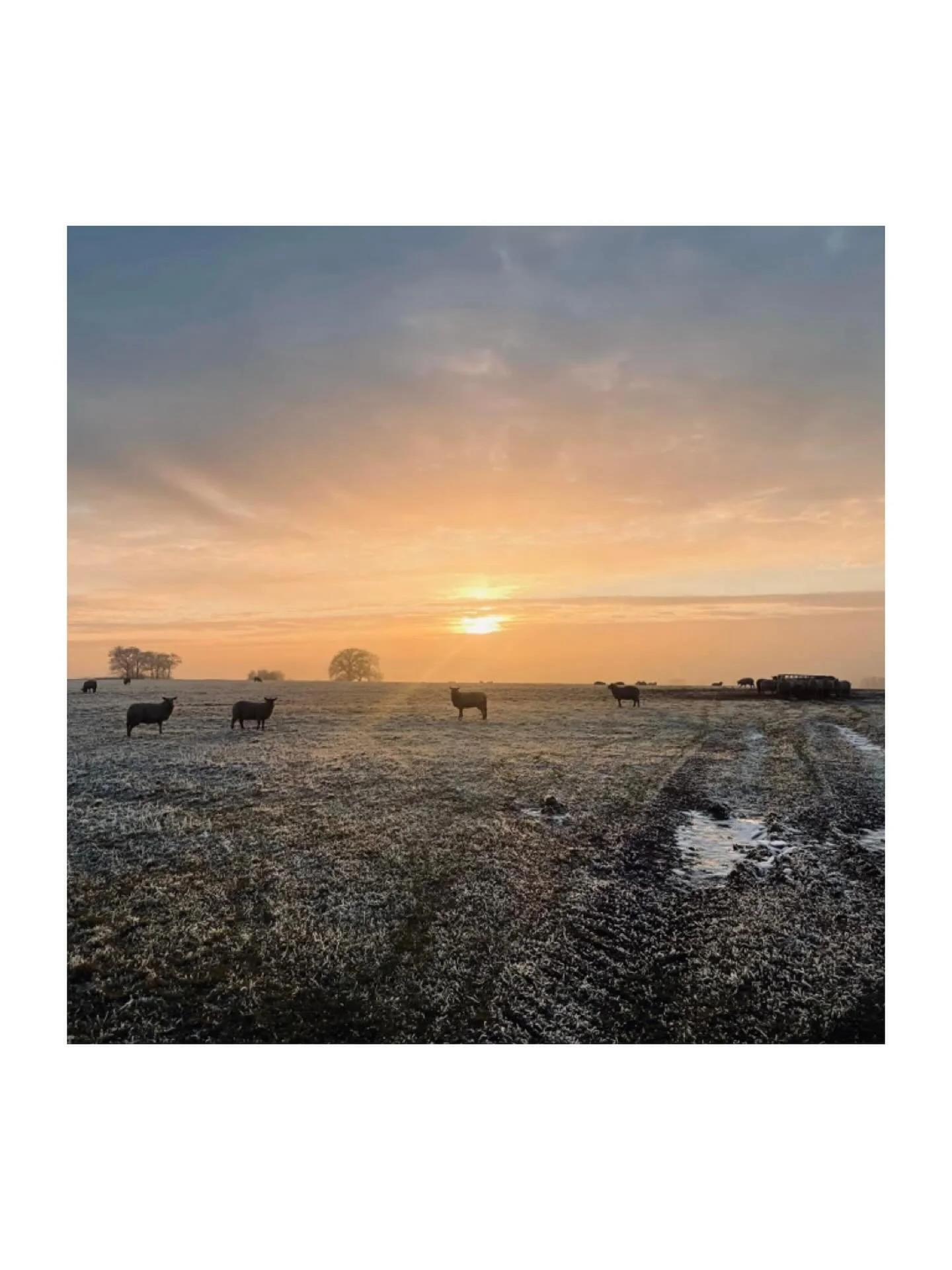 Sheep at Sunset, nr Henley-in-Arden