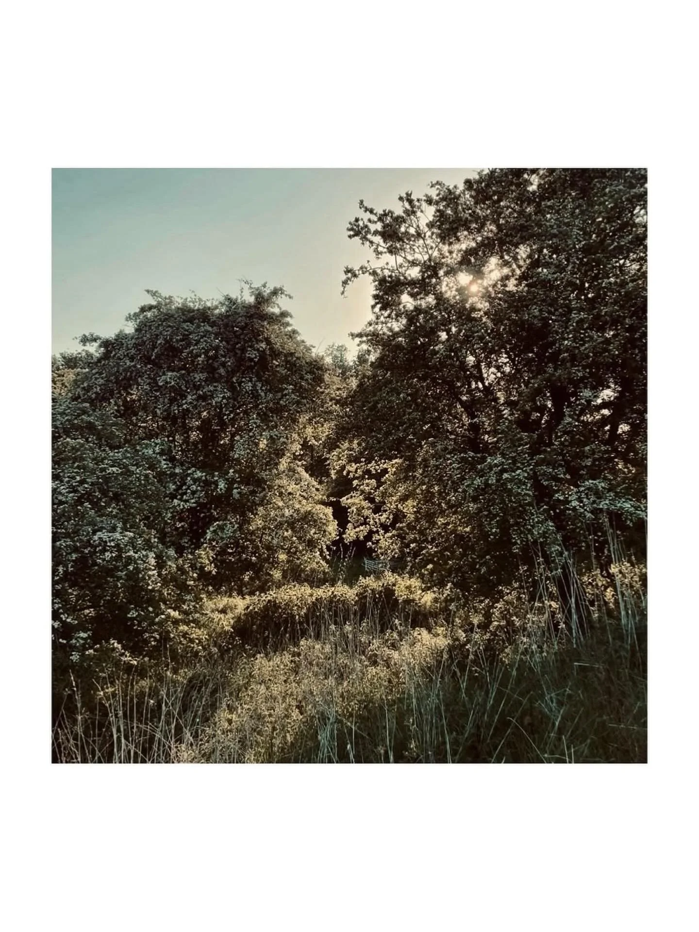 Hawthorns at Dusk, last Summer