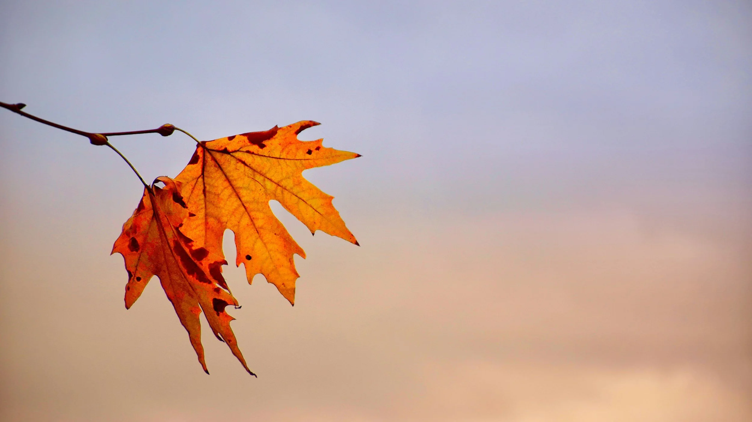 Autumn Half Term