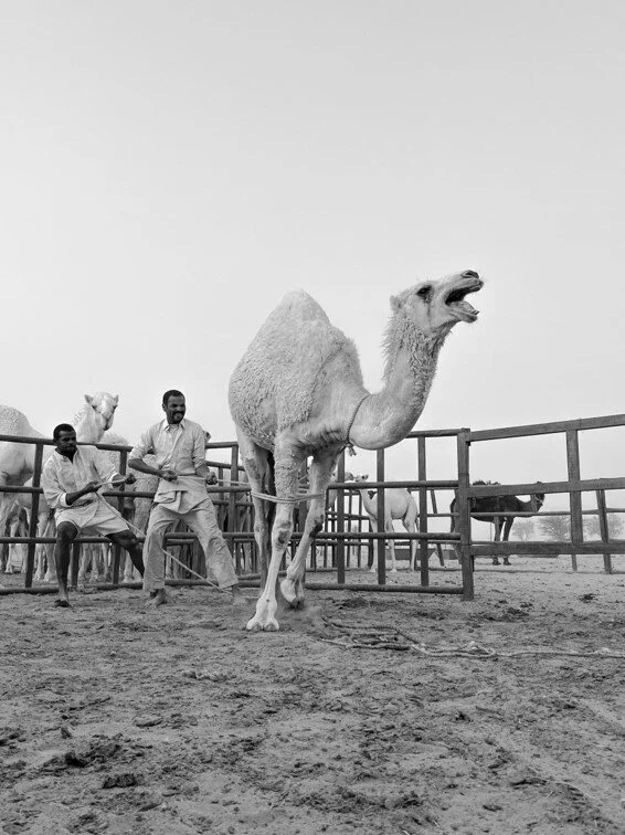 صورة14.jpg