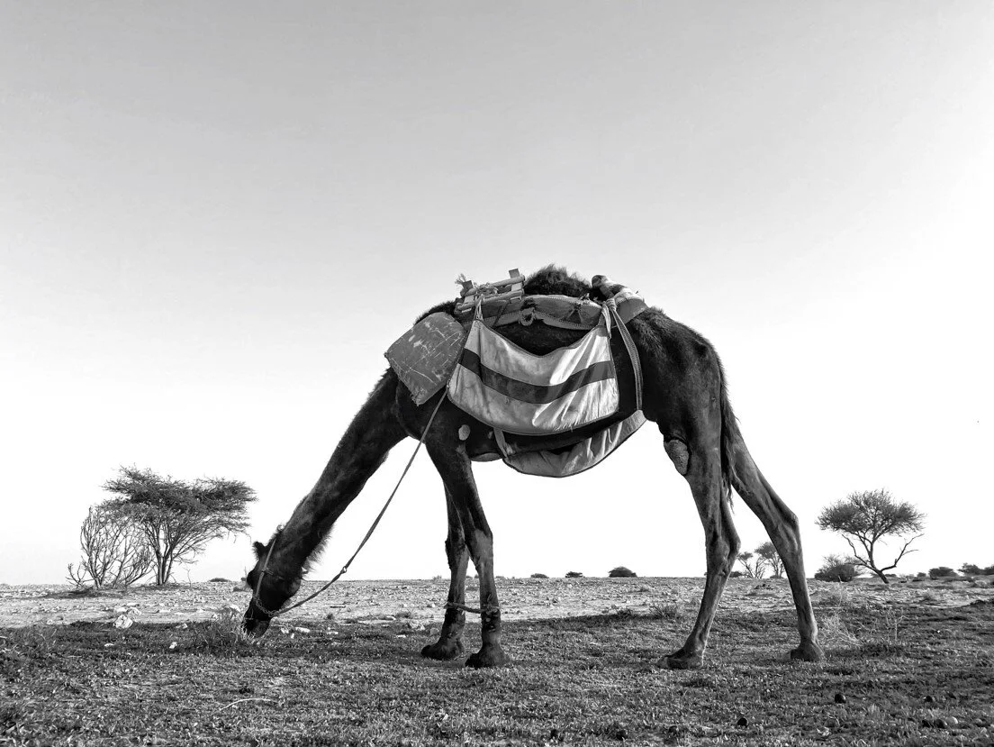 صورة27.jpg