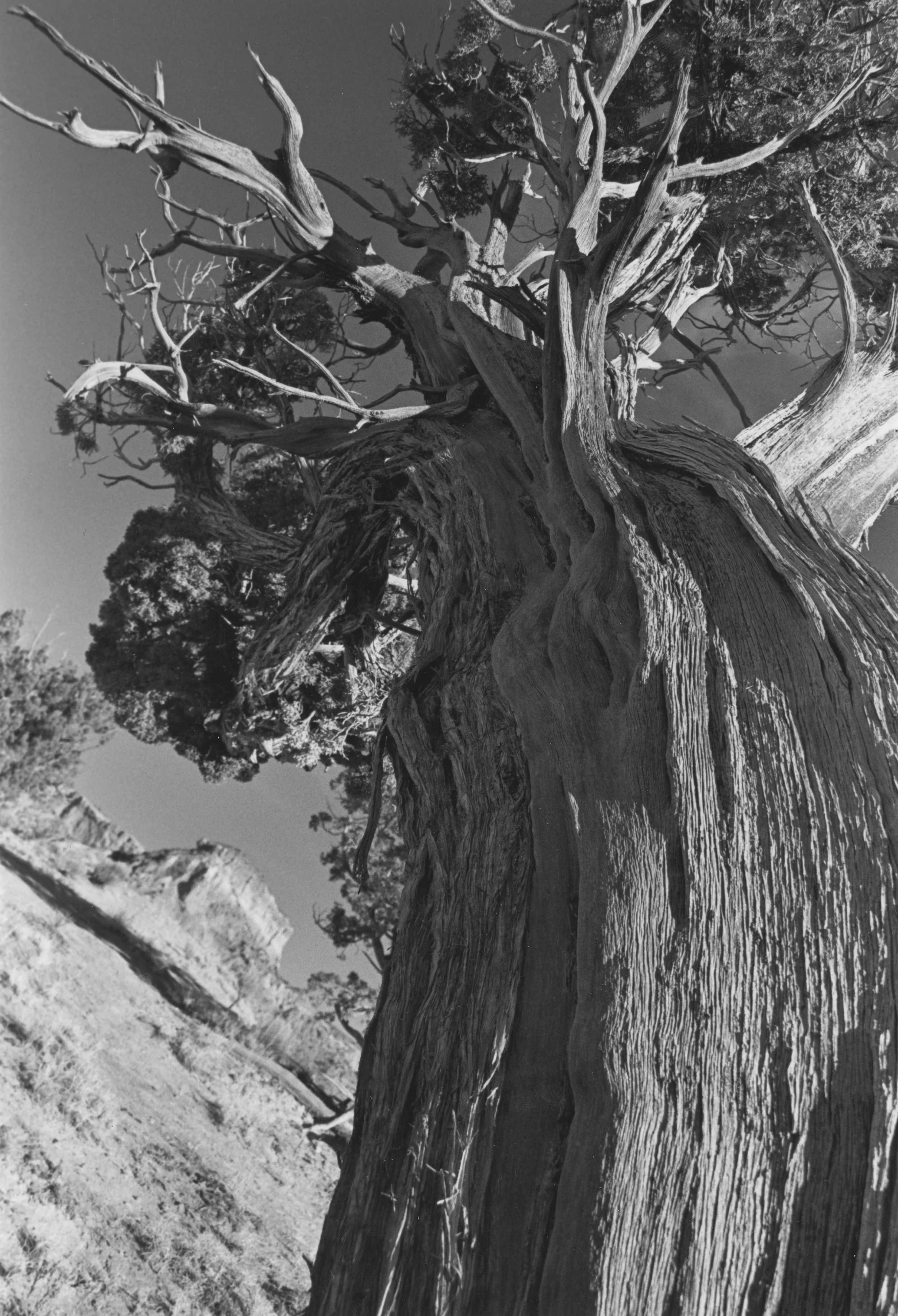 Pack's Point (2014). 35mm film, selenium toning