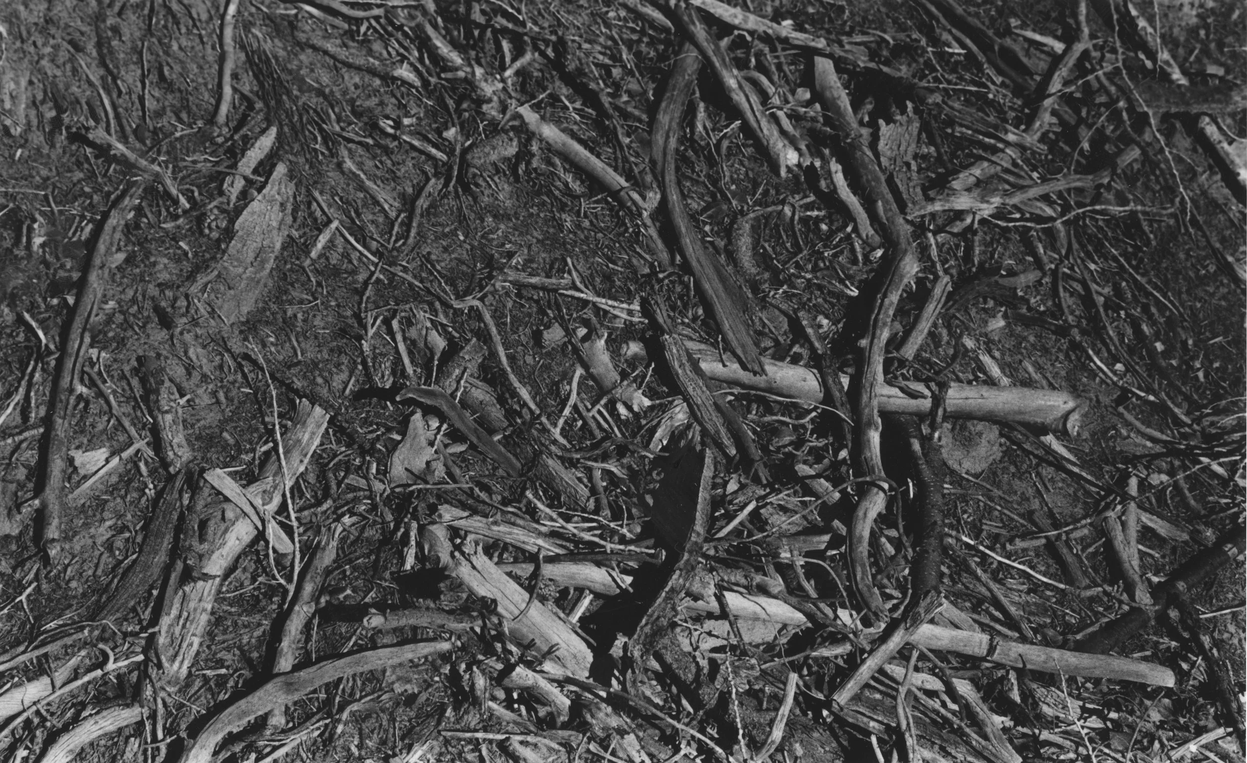 Bones (2014). 35mm film, selenium toning